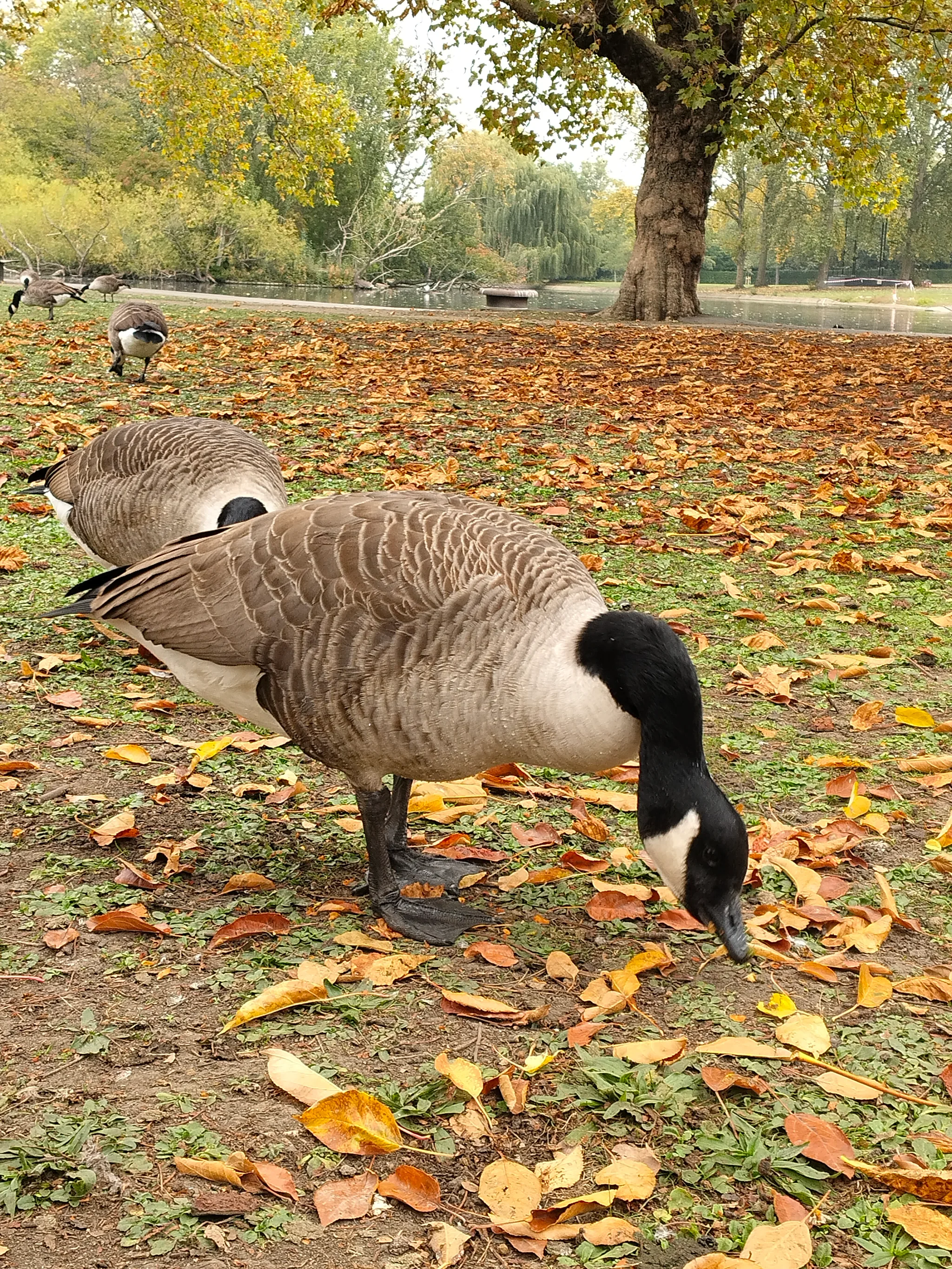 Canada Goose (branta canadensis)