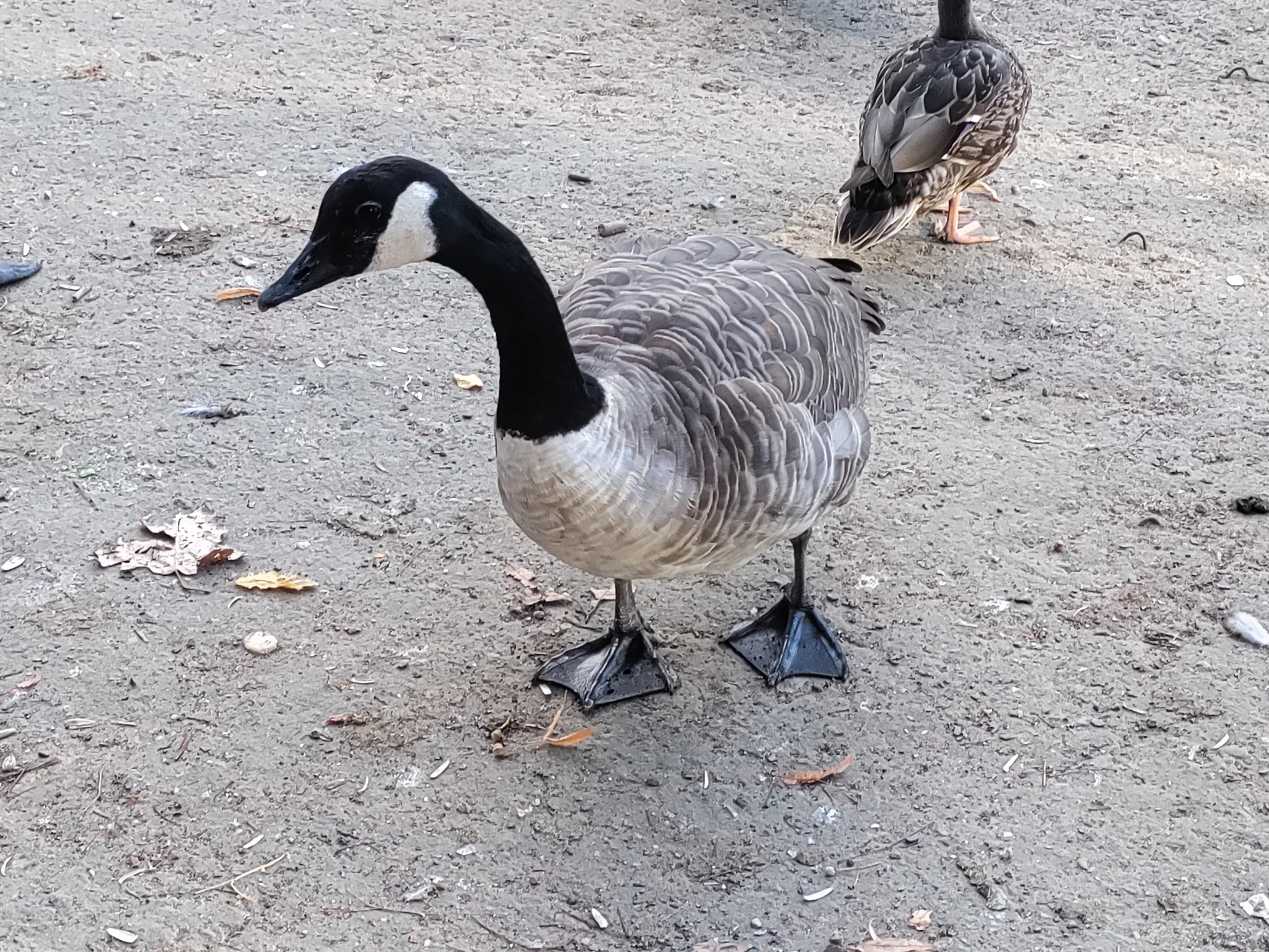 Canada Goose (branta canadensis)