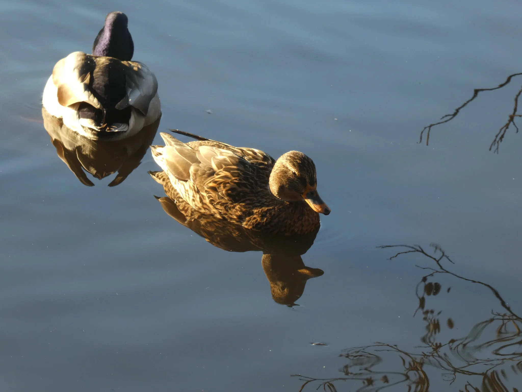 Mallard (anas platyrhynchos)