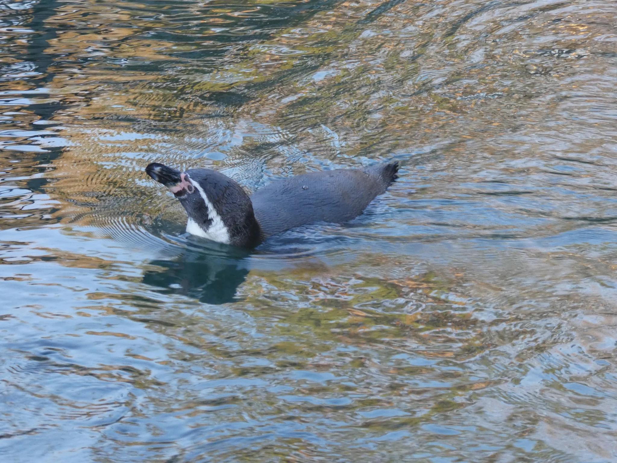 Humboldt Penguin (spheniscus humboldti)
