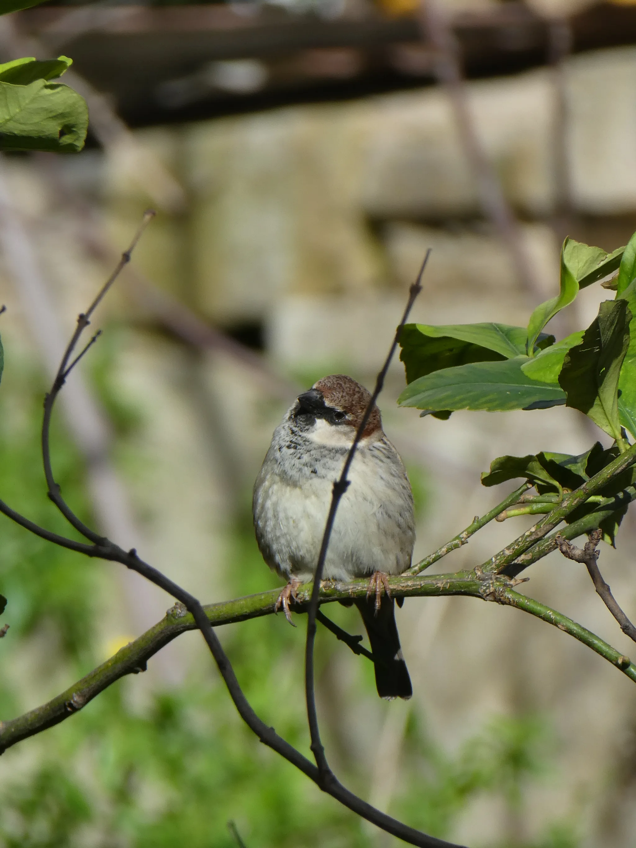 Spanish Sparrow (passer hispaniolensis)