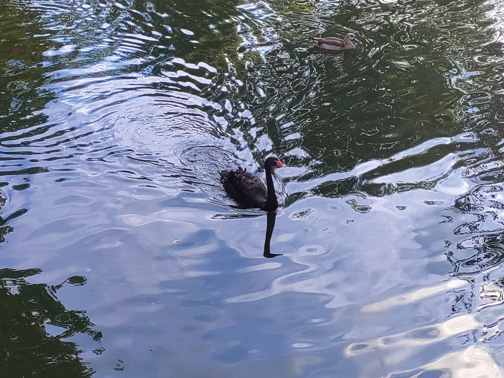 Black Swan (cygnus atratus)