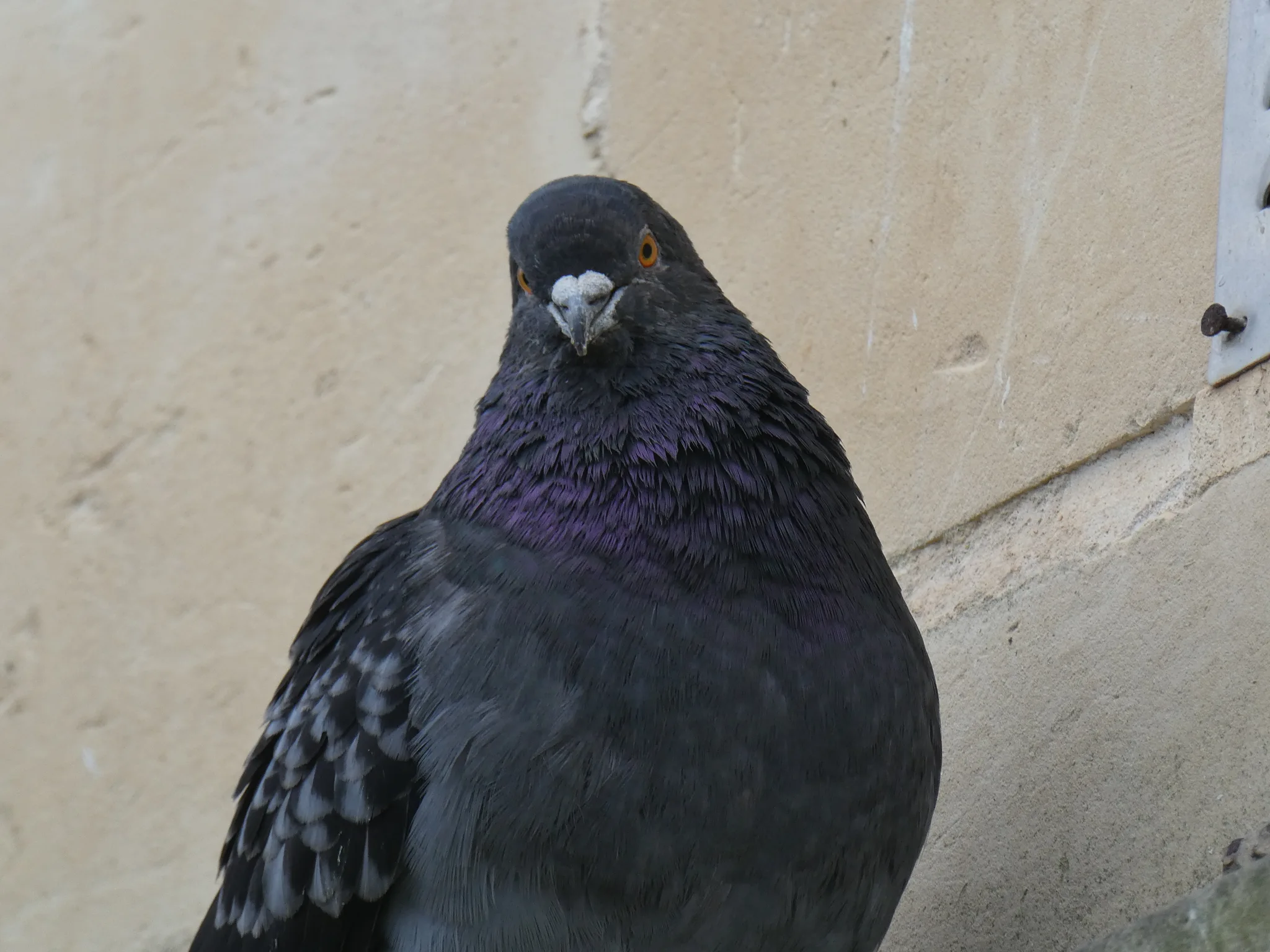 Rock Pigeon (columba livia)