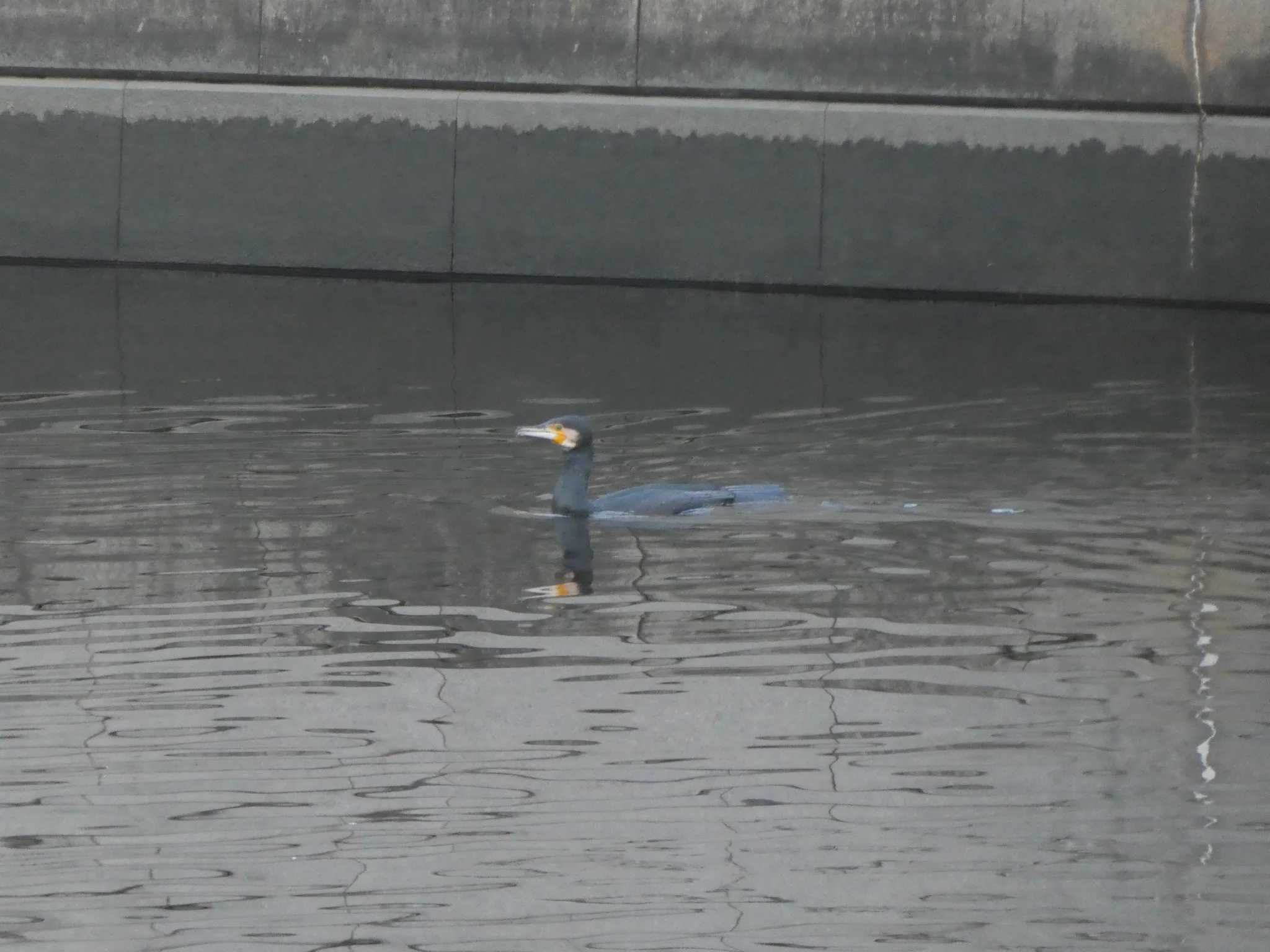 Great Cormorant (phalacrocorax carbo)
