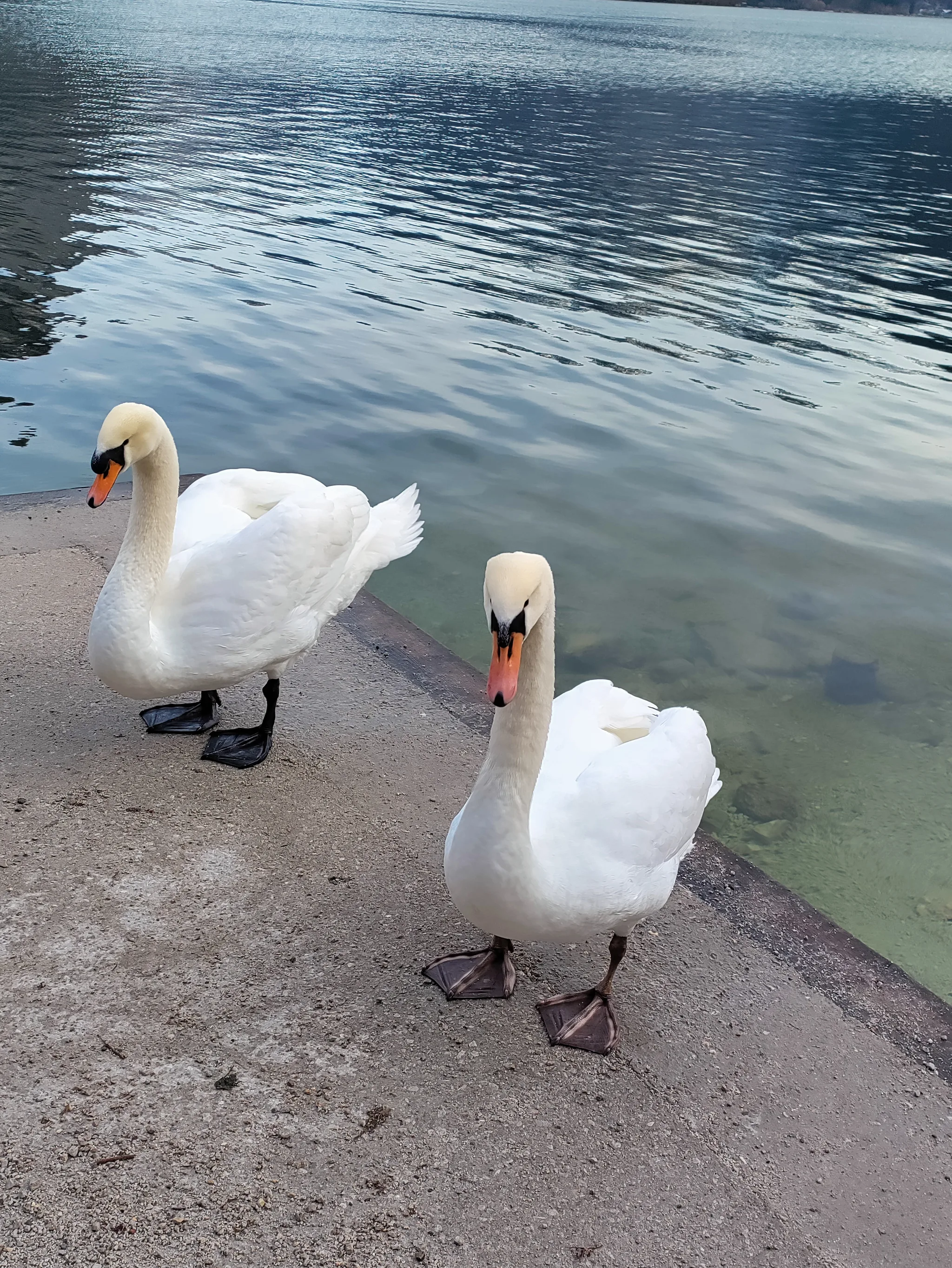Mute Swan (cygnus olor)
