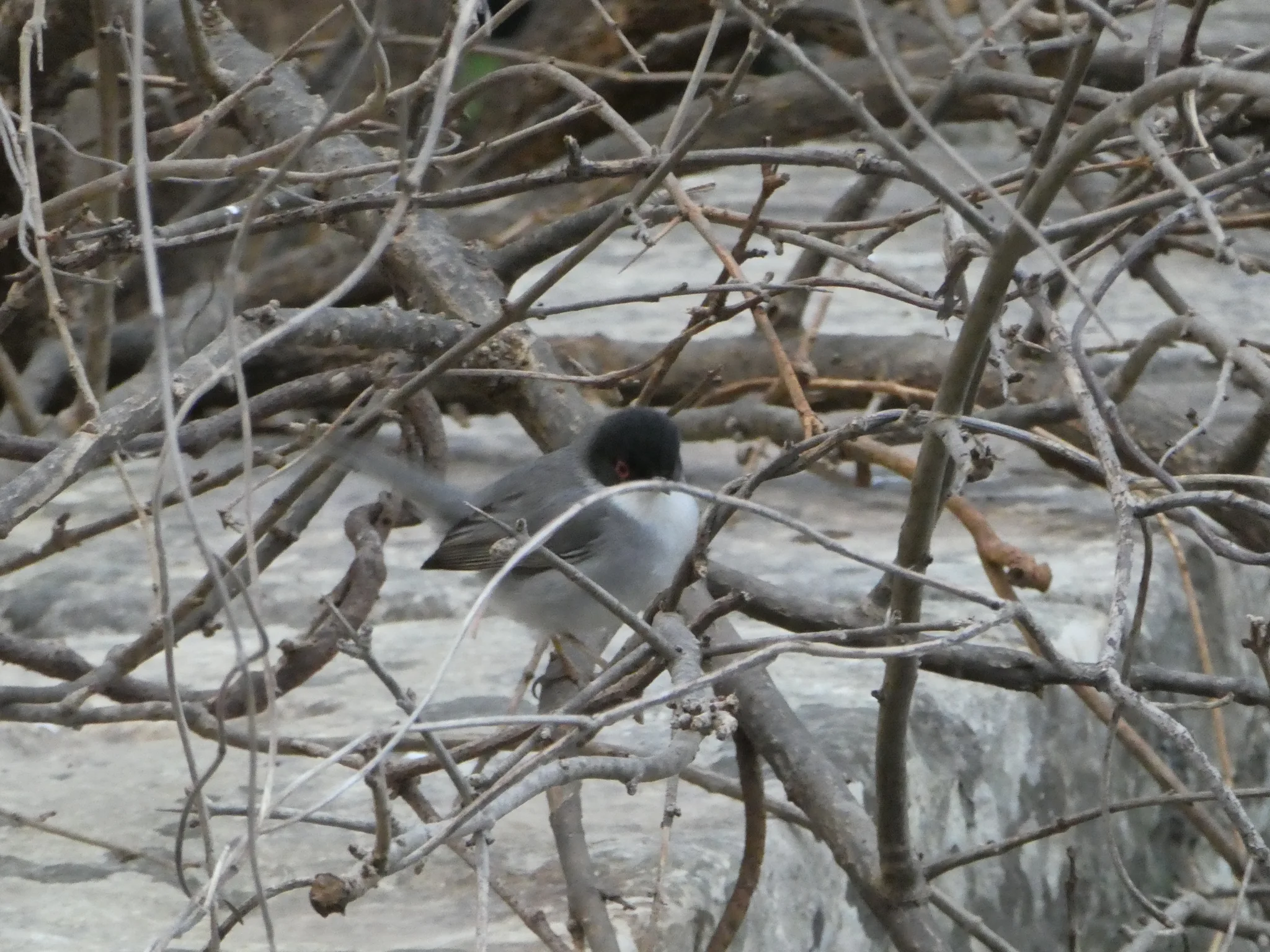 Sardinian Warbler (curruca melanocephala)