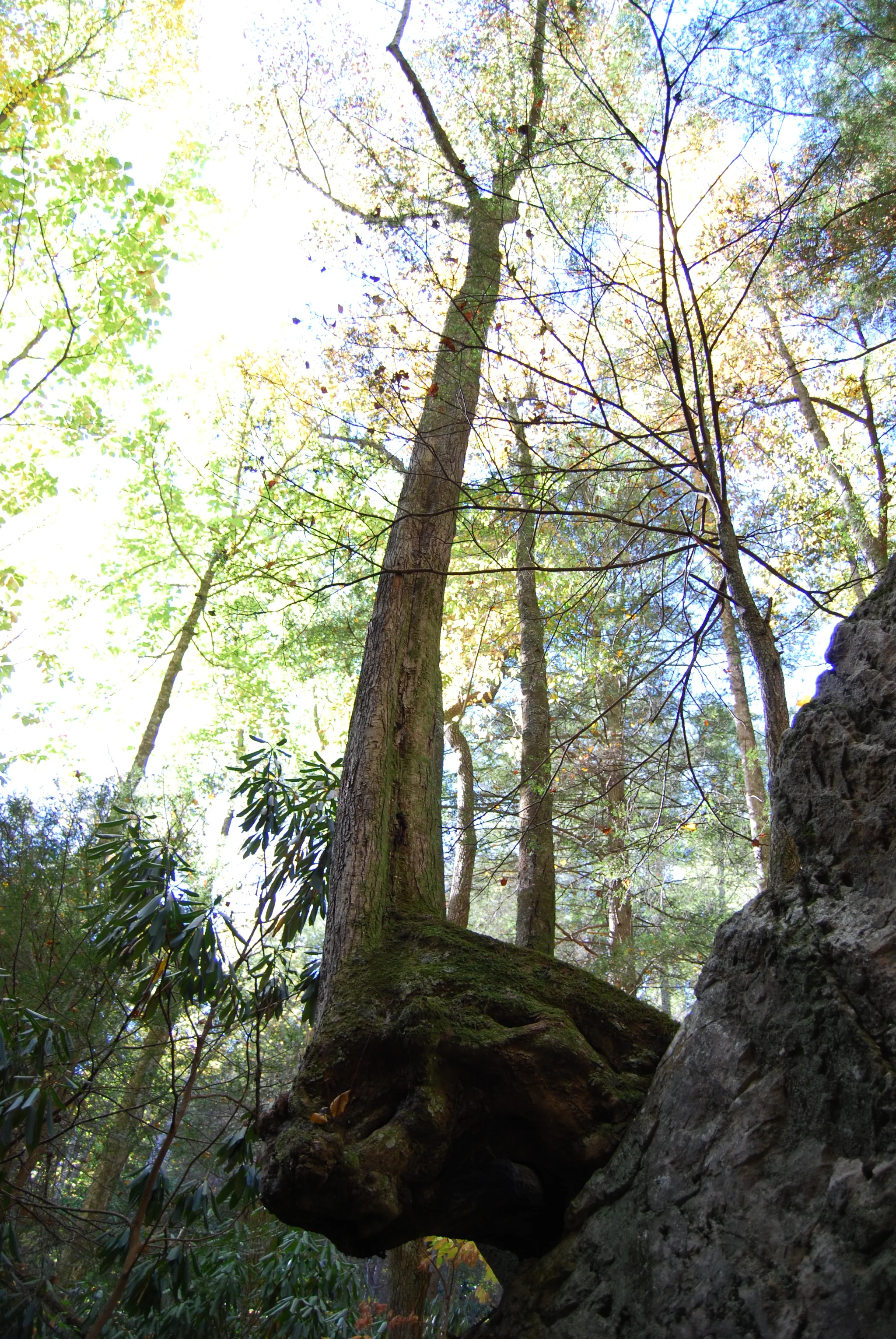 The Hanging Tree of Blue Hole