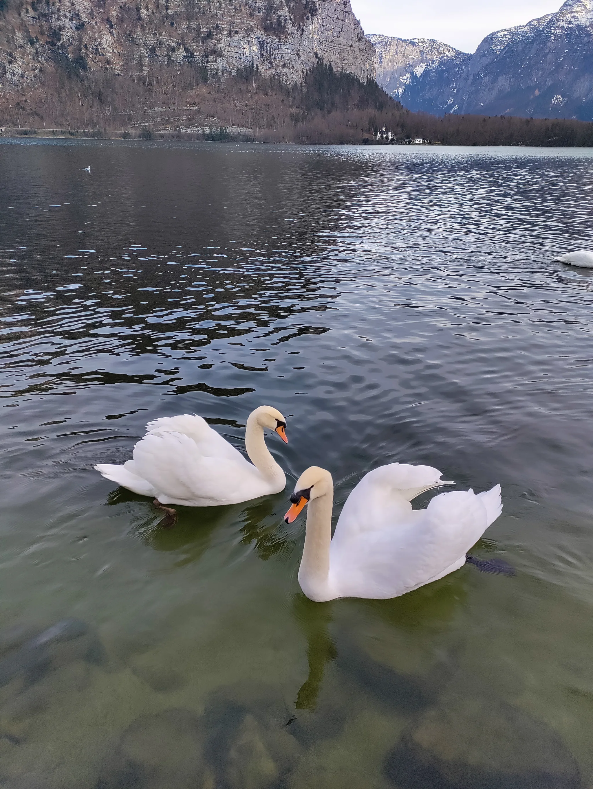 Mute Swan (cygnus olor)