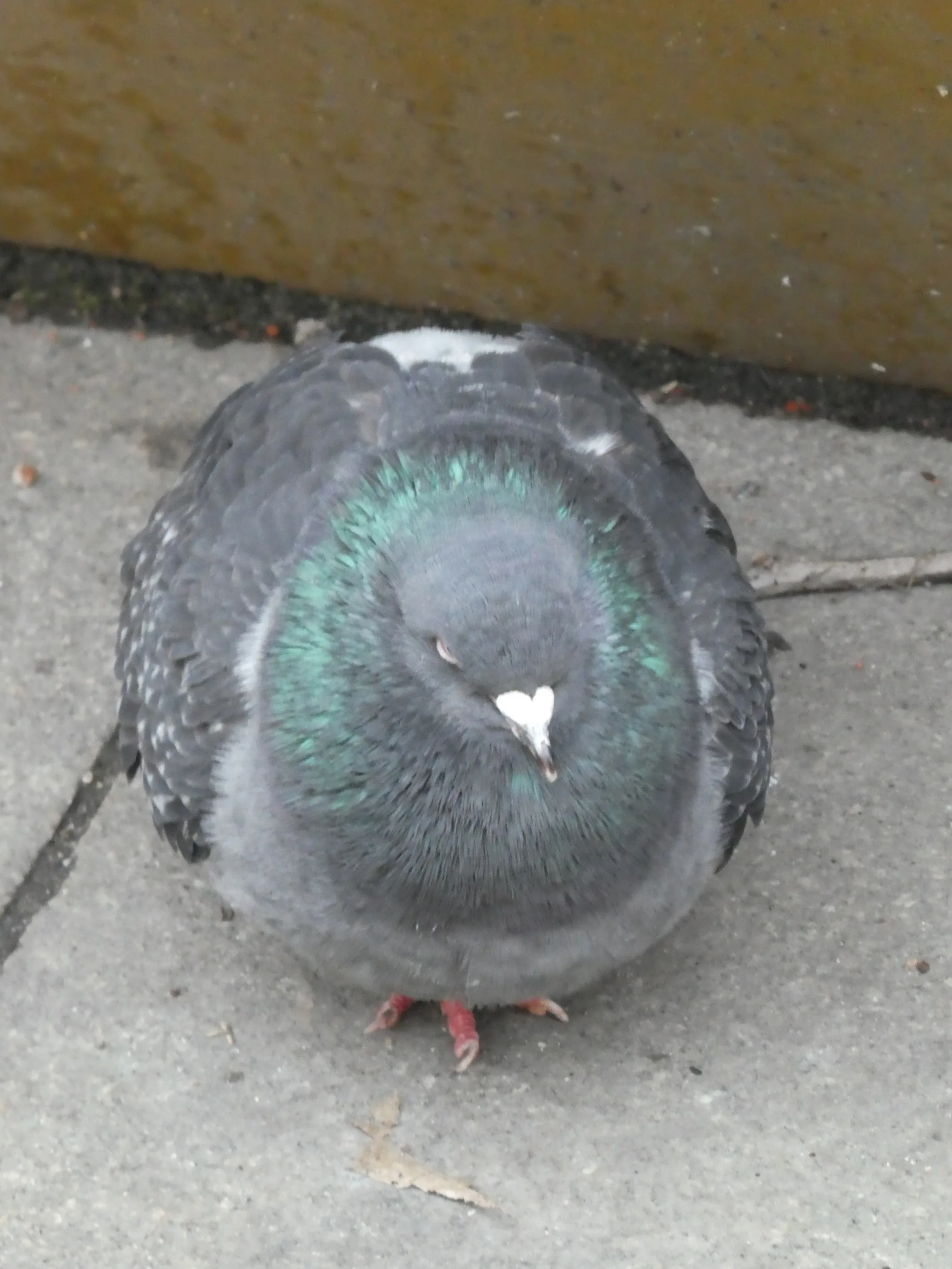 Rock Pigeon (columba livia)