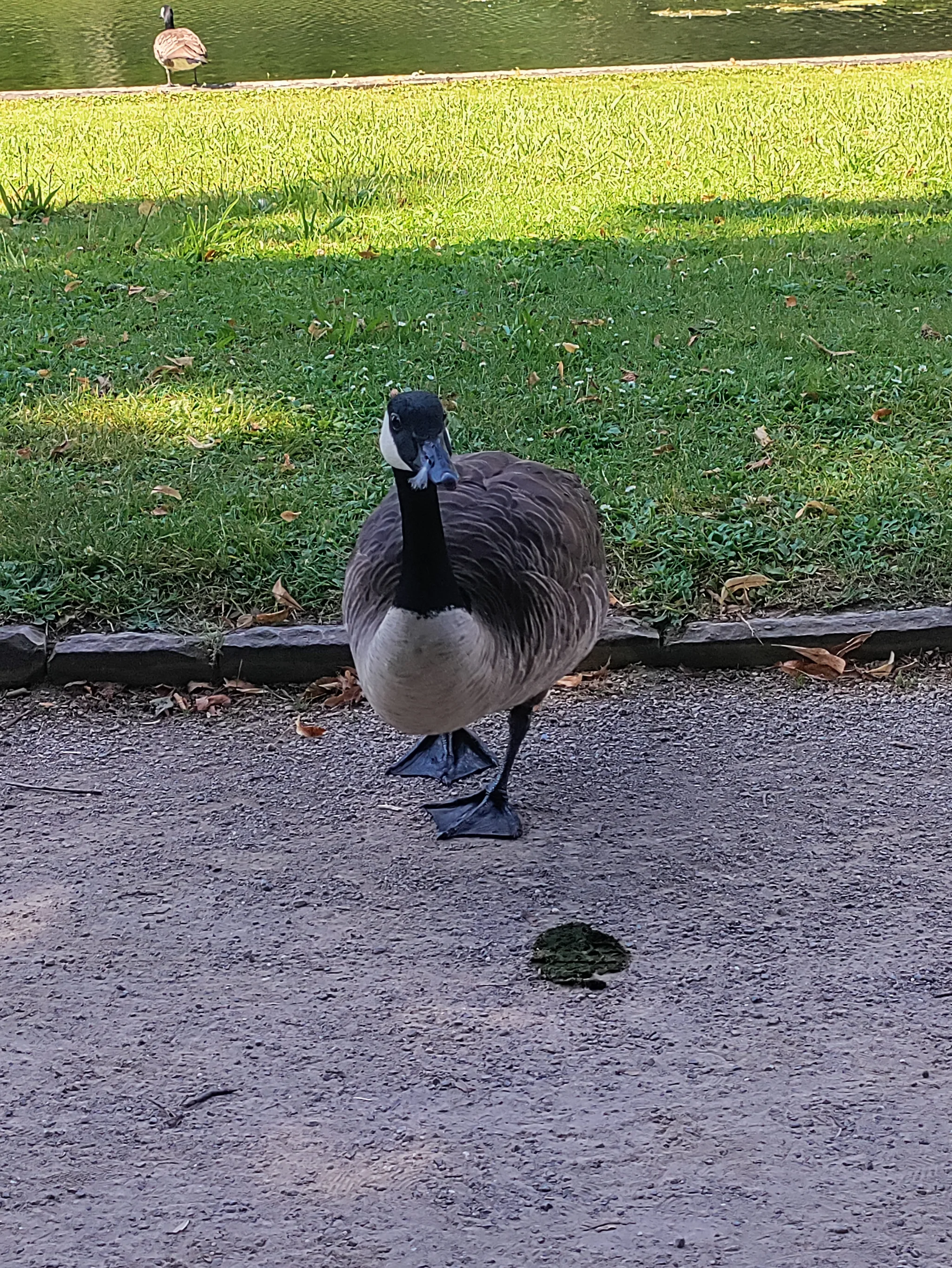 Canada Goose (branta canadensis)