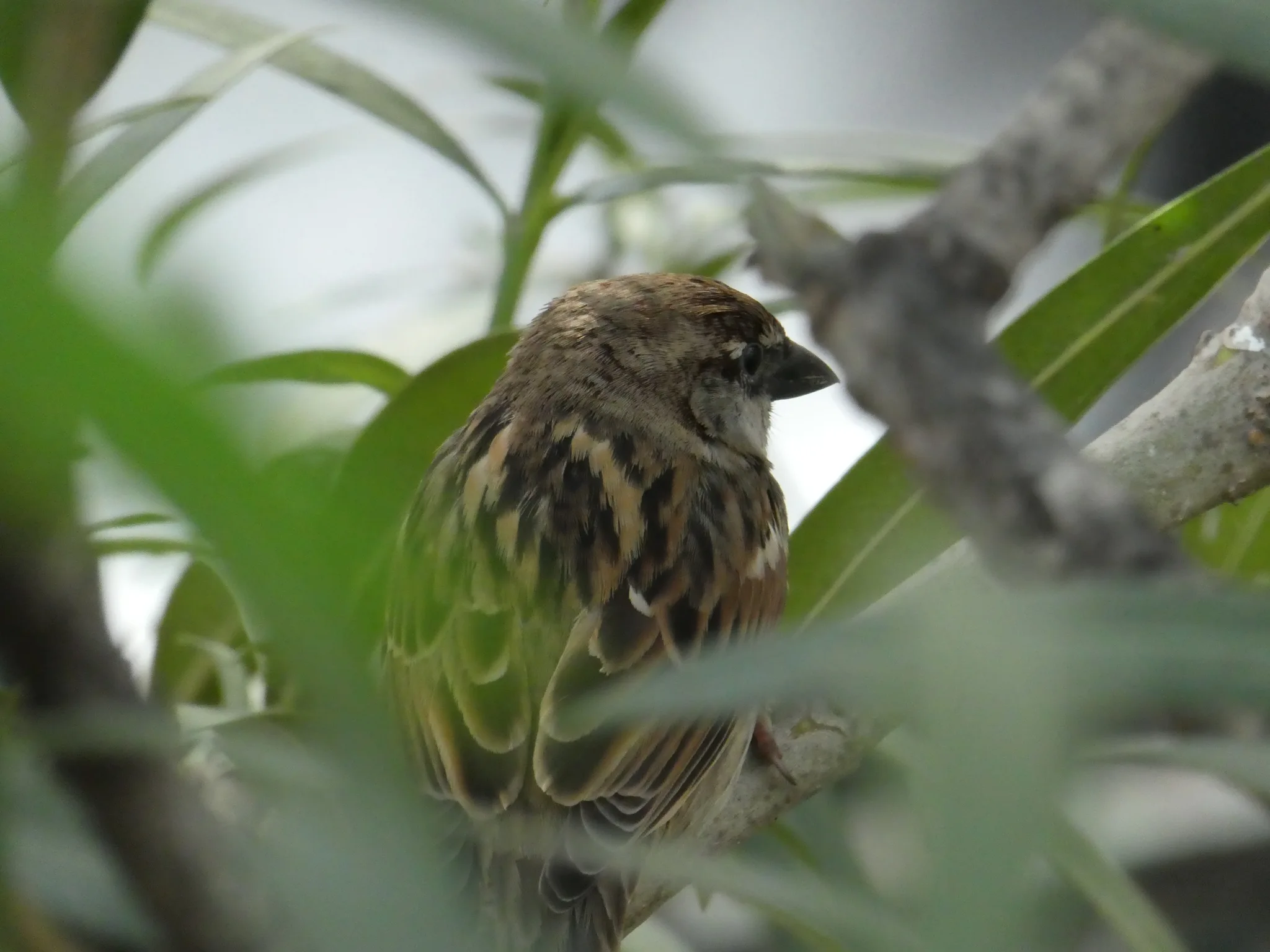 Spanish Sparrow (passer hispaniolensis)