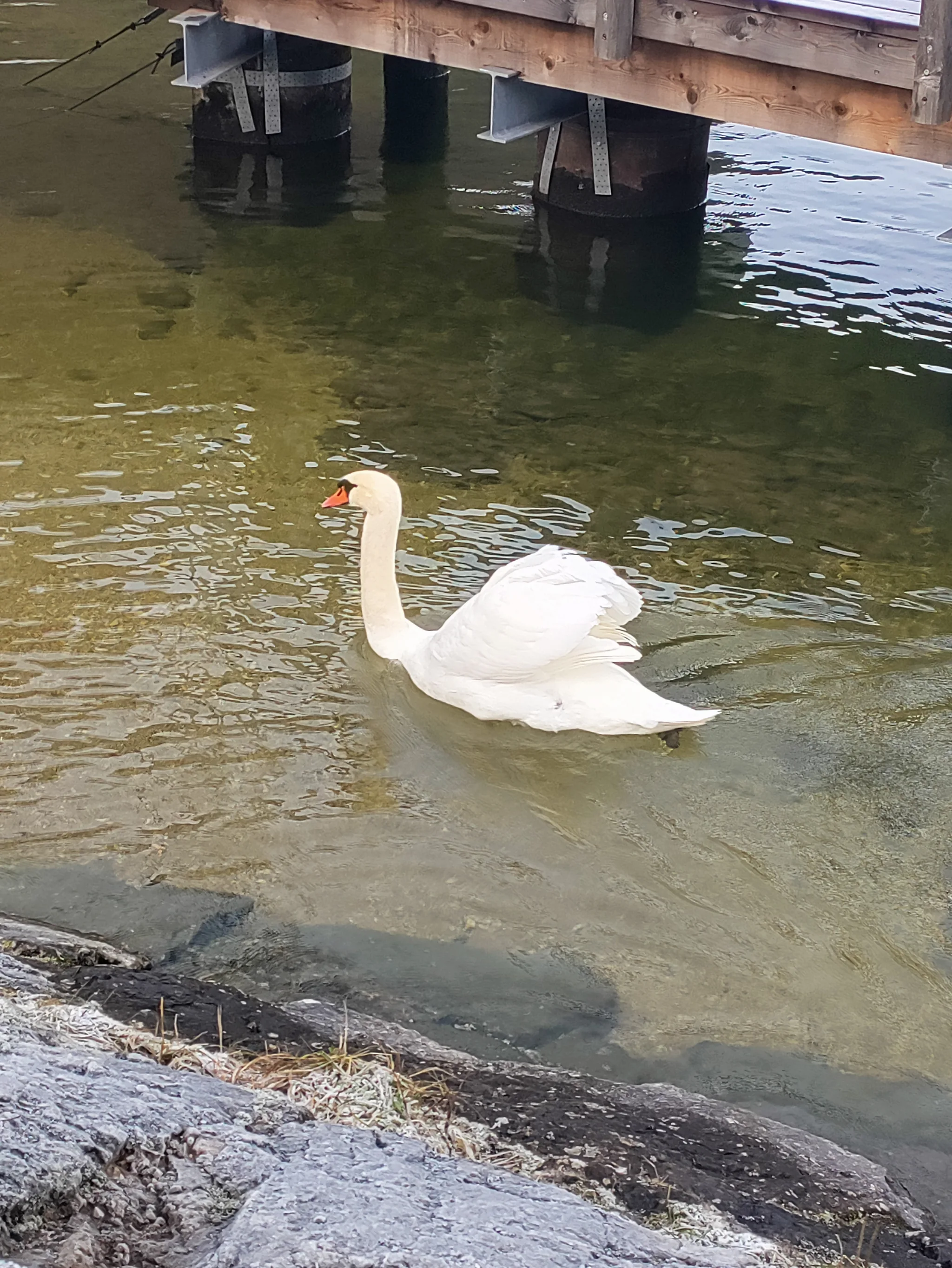 Mute Swan (cygnus olor)