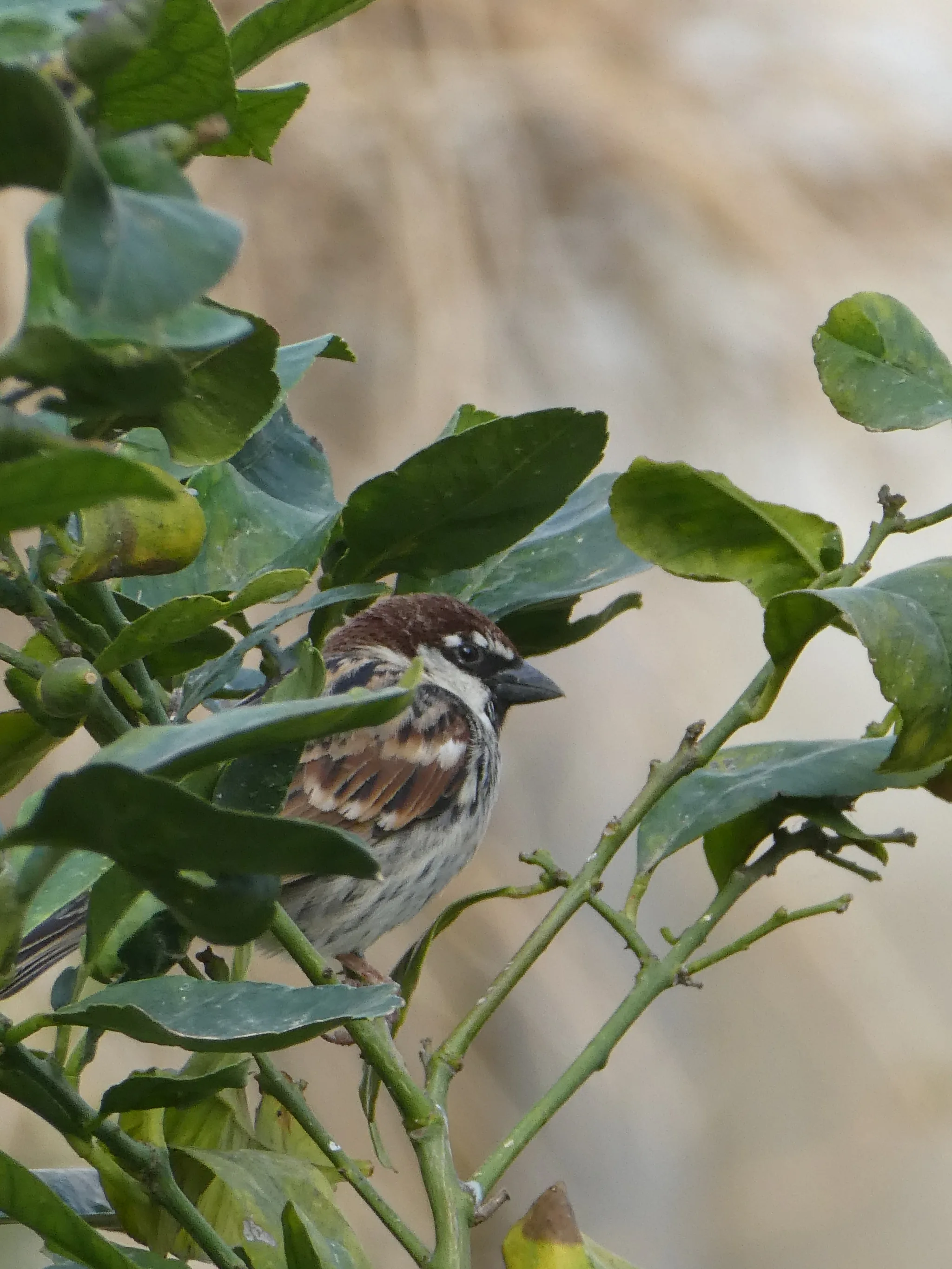 Spanish Sparrow (passer hispaniolensis)