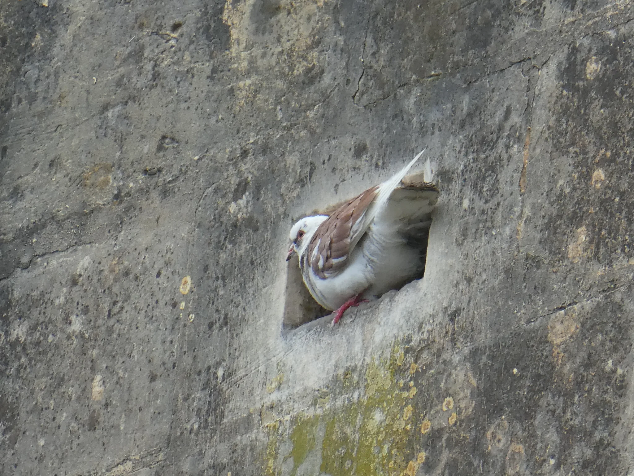 Rock Pigeon (columba livia)
