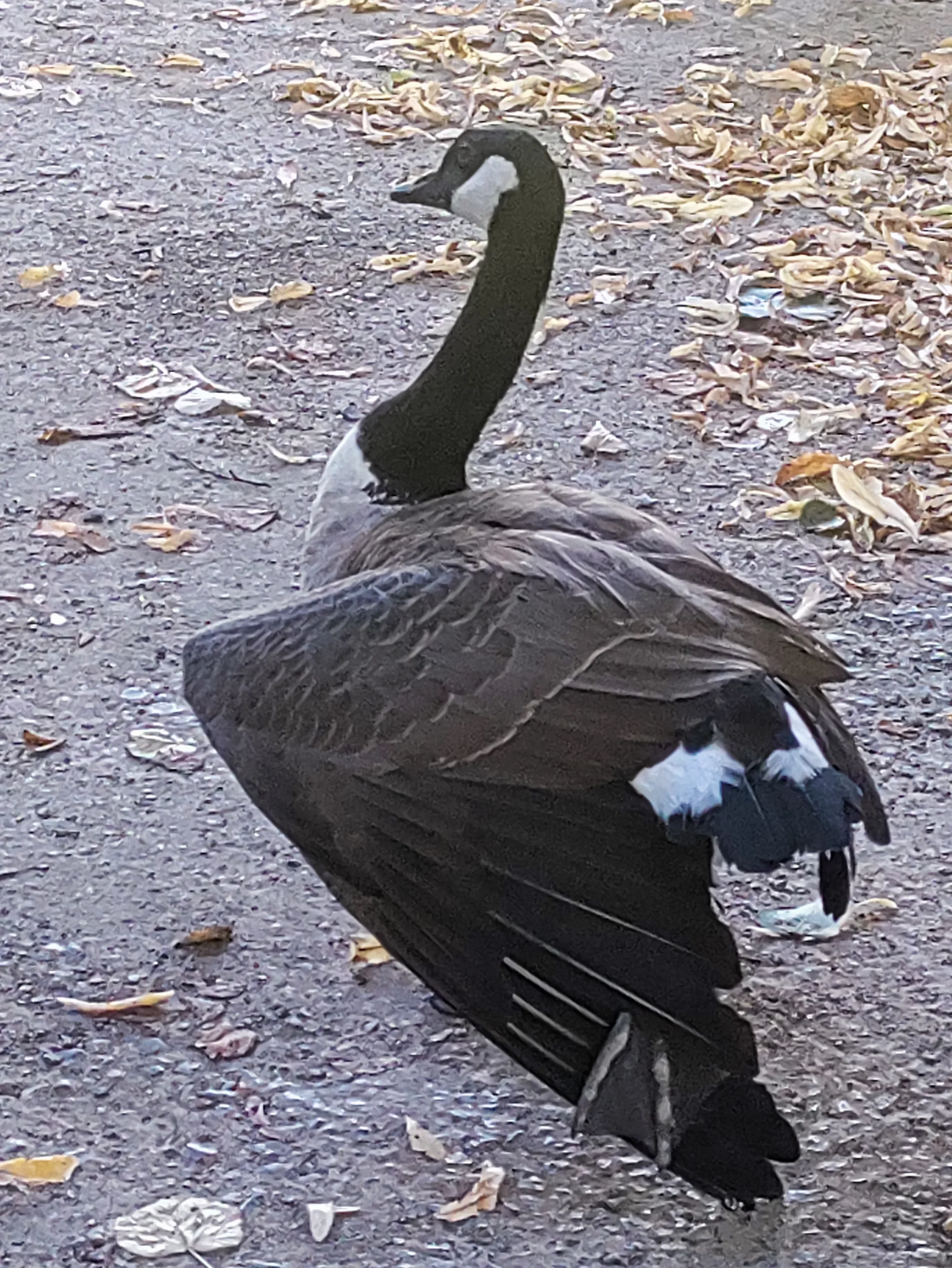Canada Goose (branta canadensis)