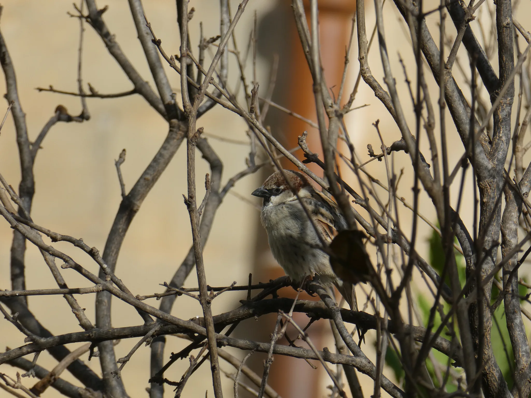 Spanish Sparrow (passer hispaniolensis)