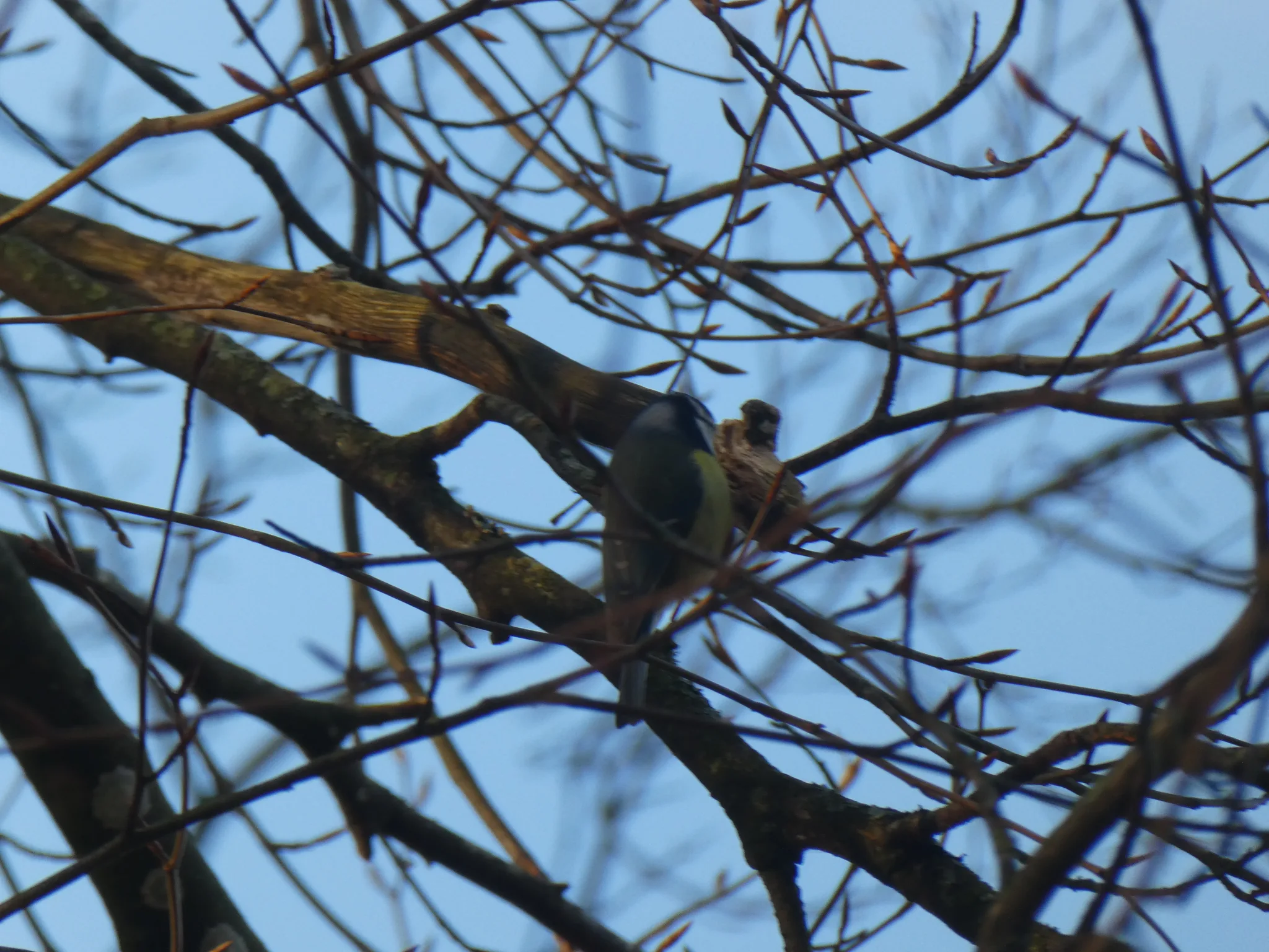 Eurasian Blue Tit (cyanistes caeruleus)