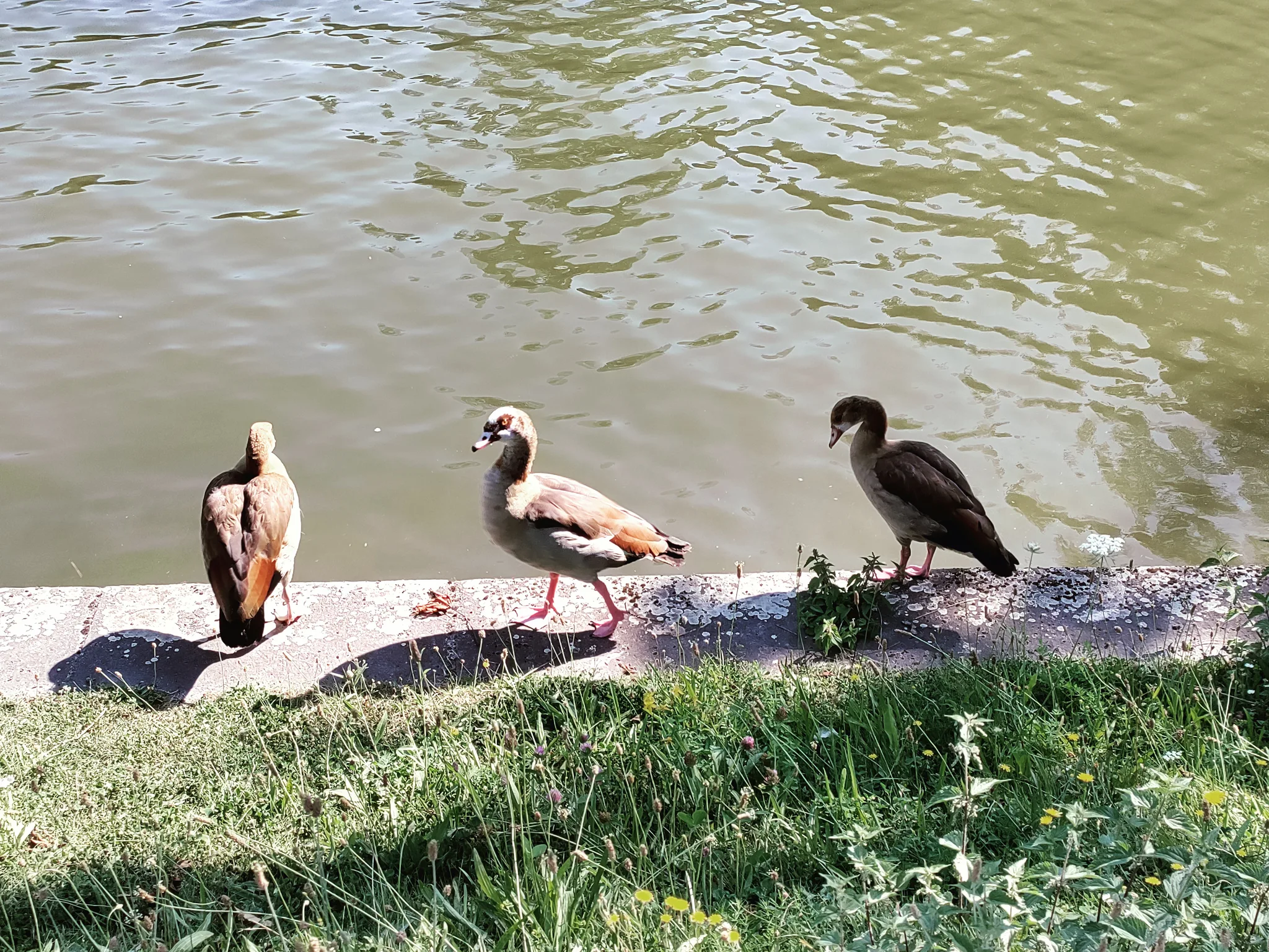Egyptian Goose (alopochen aegyptiaca)