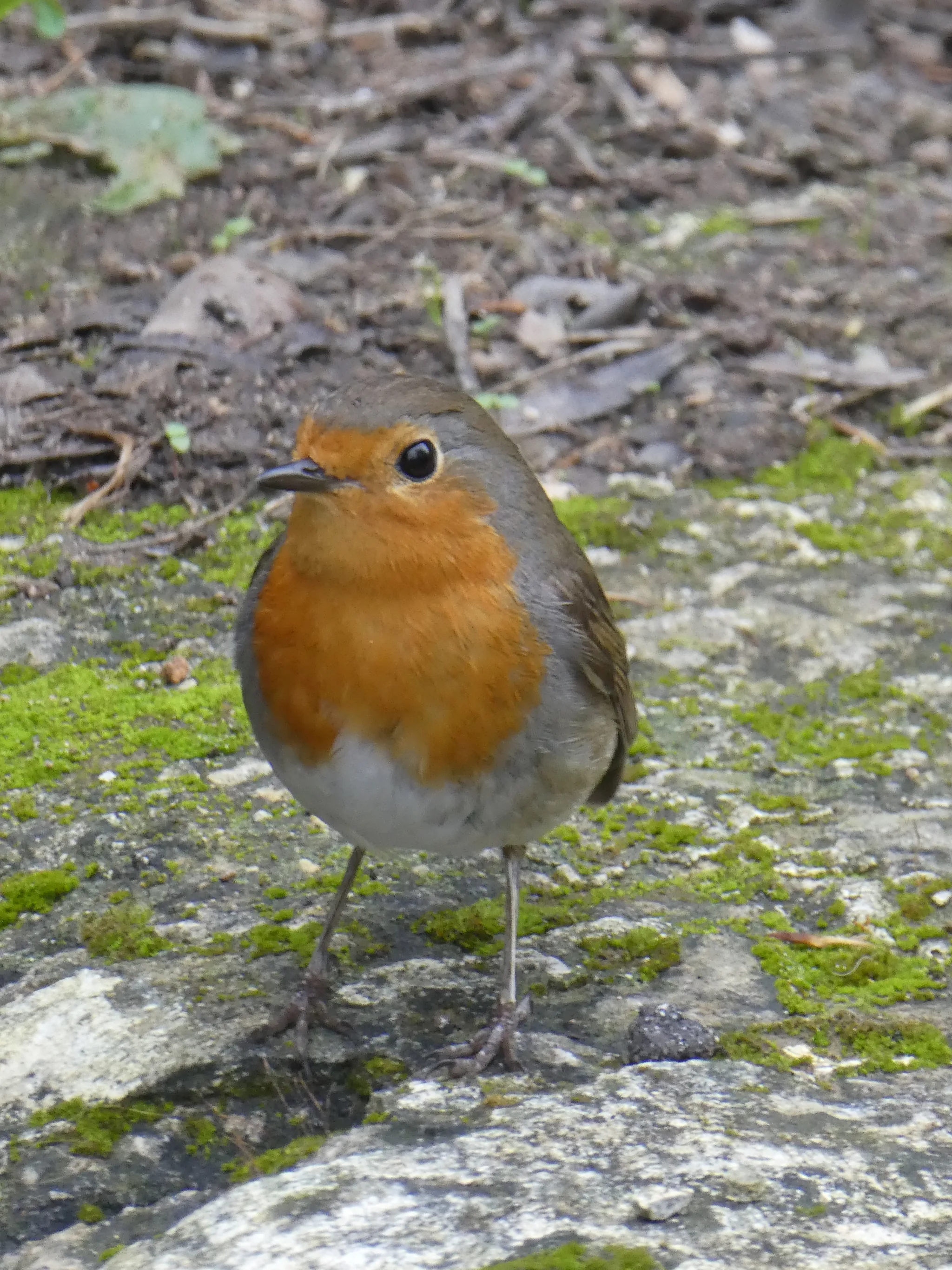 European Robin (erithacus rubecula)