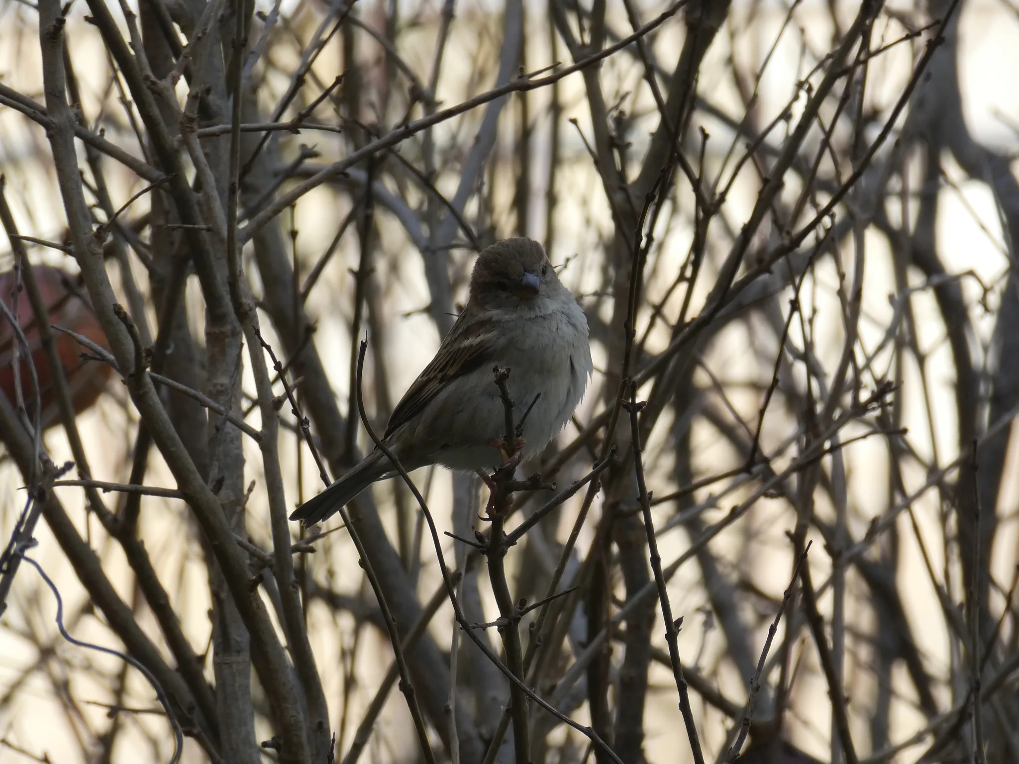 Spanish Sparrow (passer hispaniolensis)