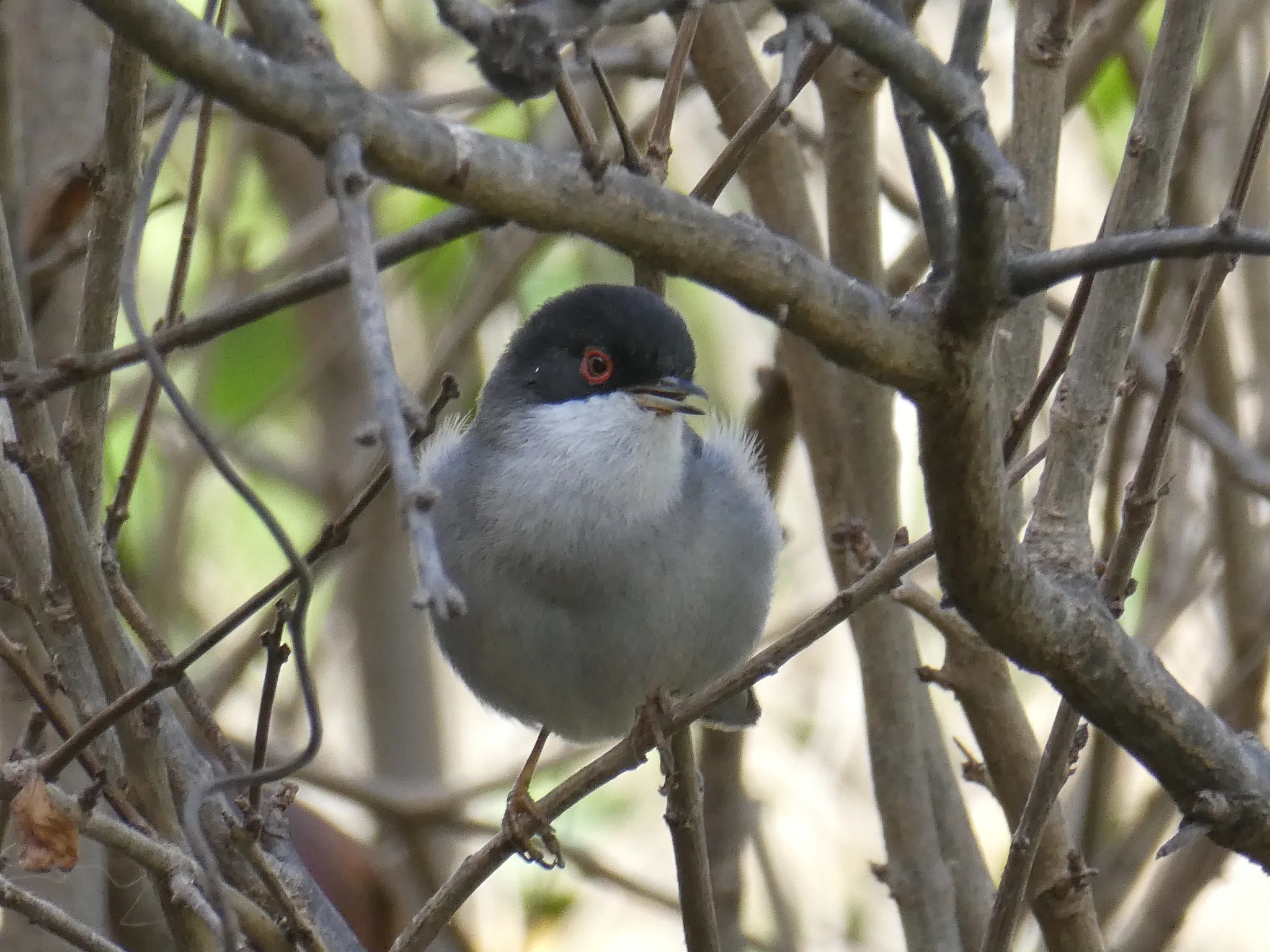 Sardinian Warbler (curruca melanocephala)