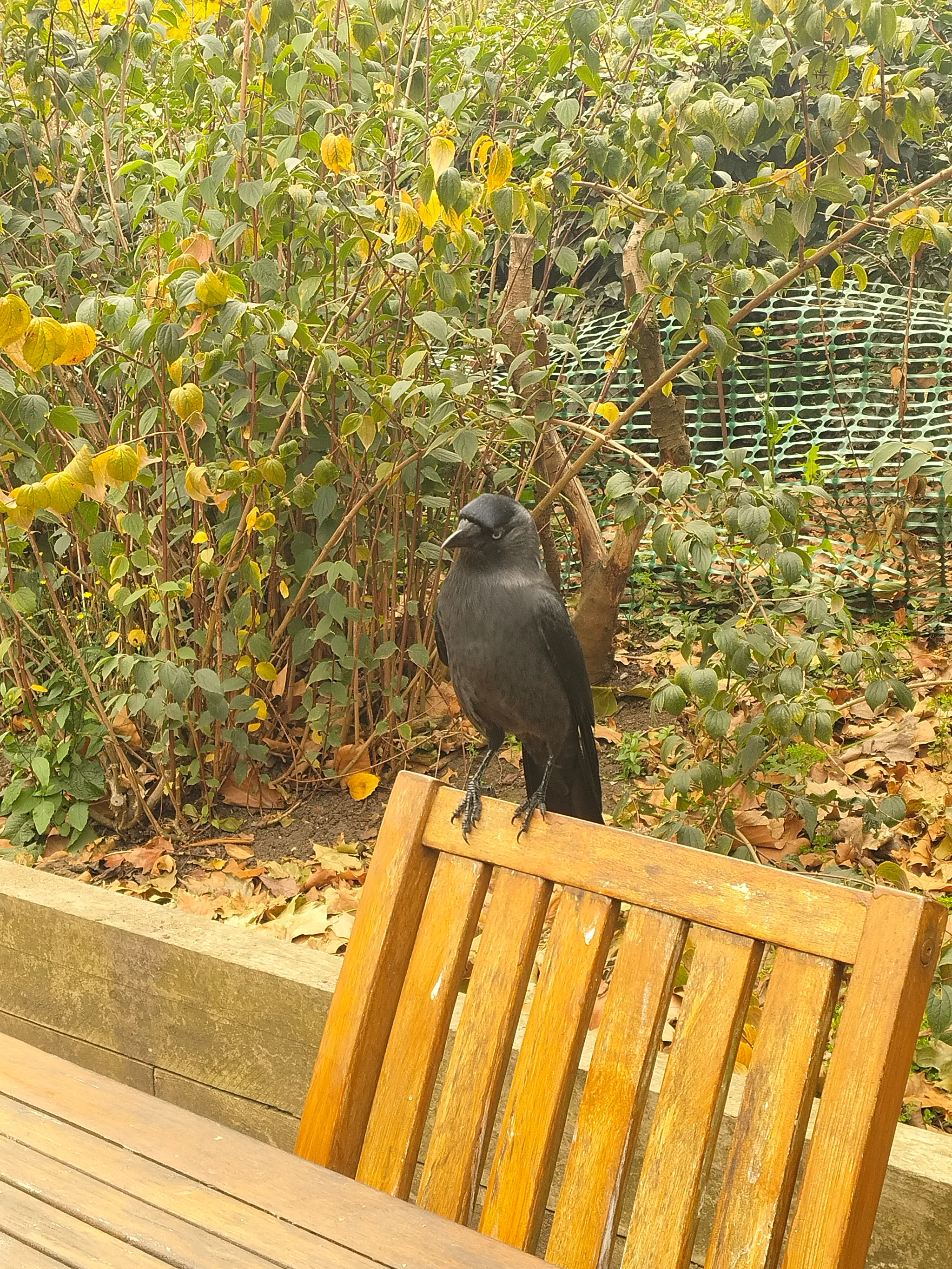 Eurasian Jackdaw (coloeus monedula)