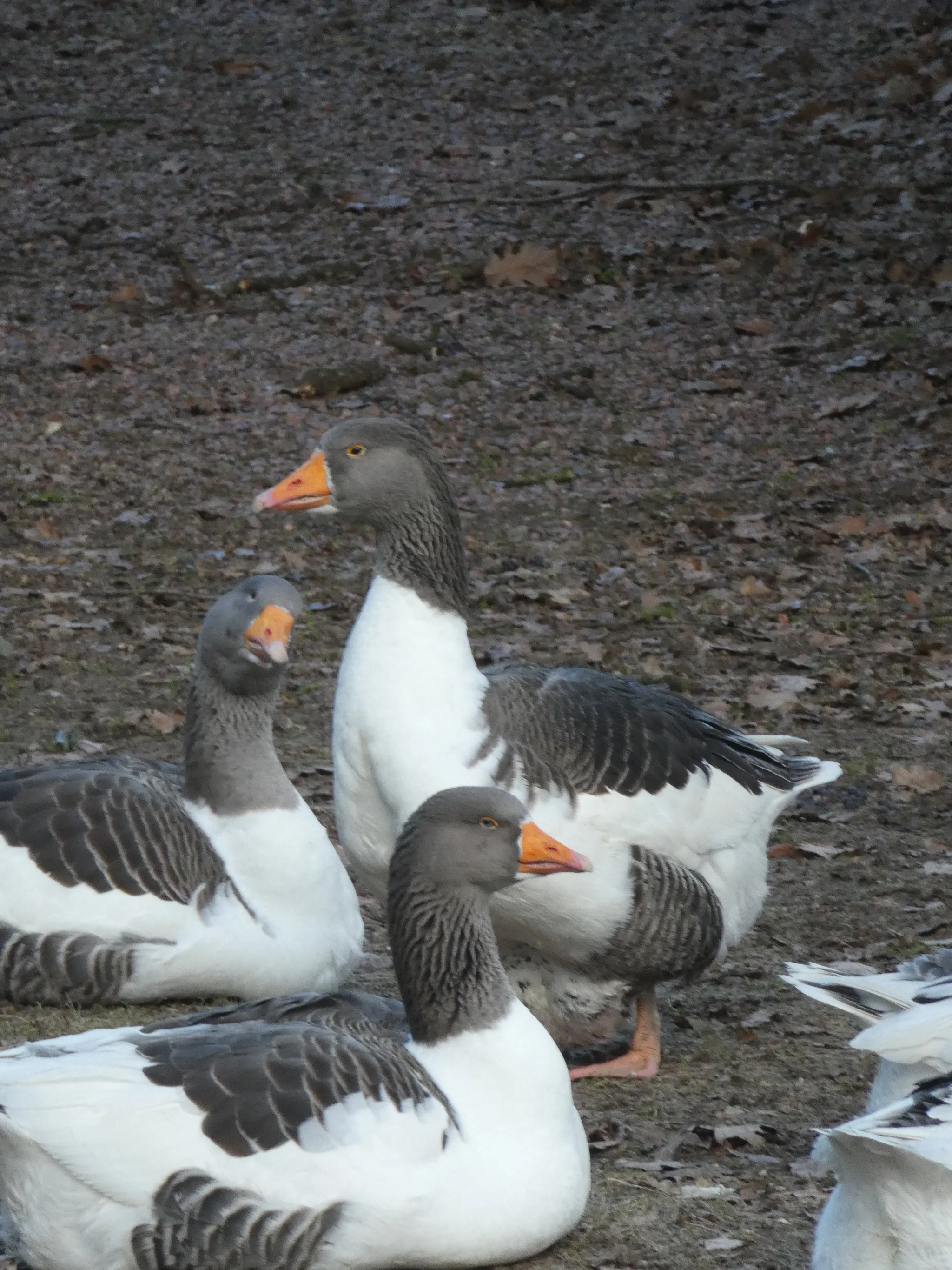 Oland goose (no classification)