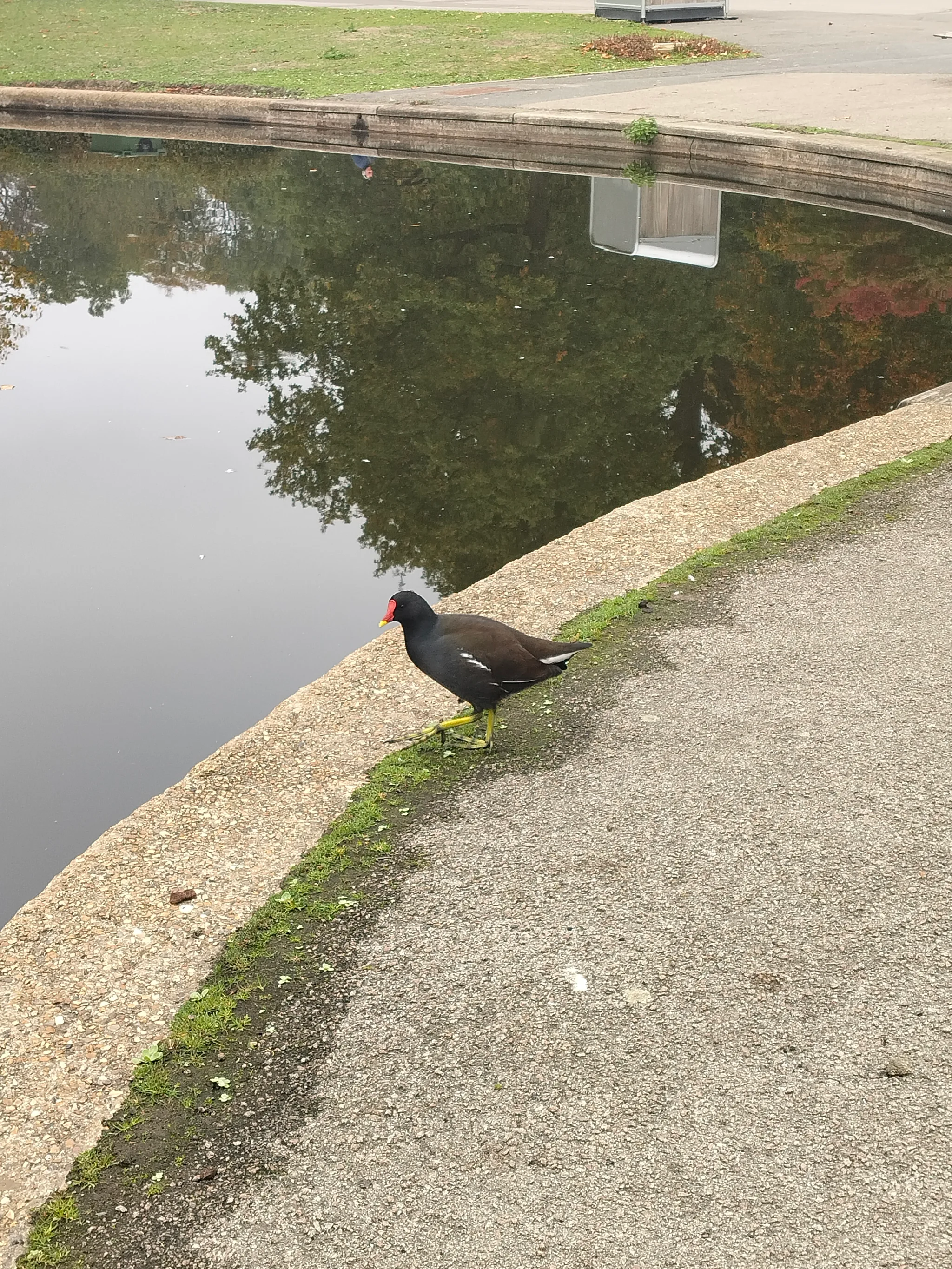 Eurasian Moorhen (gallinula chloropus)