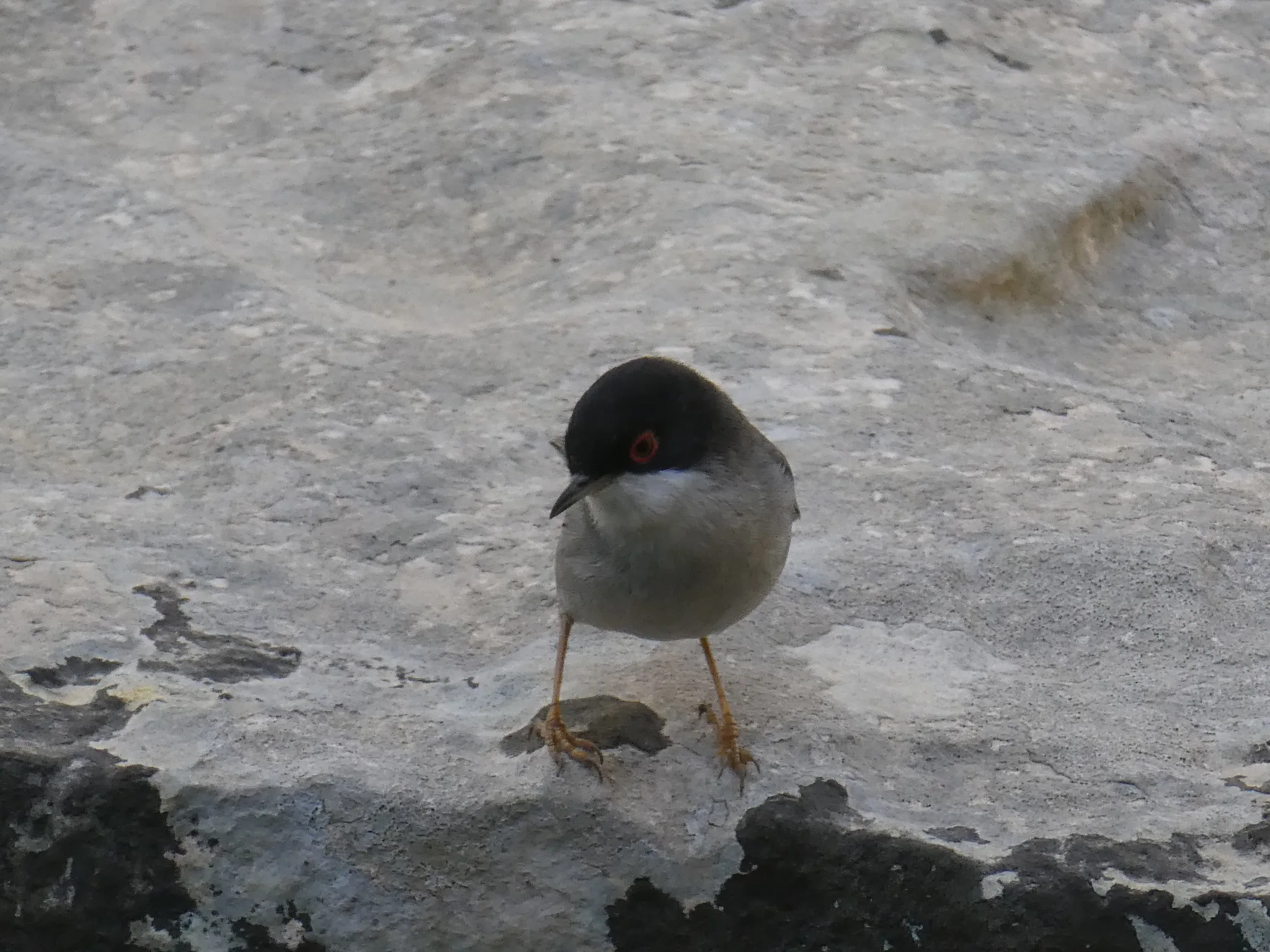 Sardinian Warbler (curruca melanocephala)