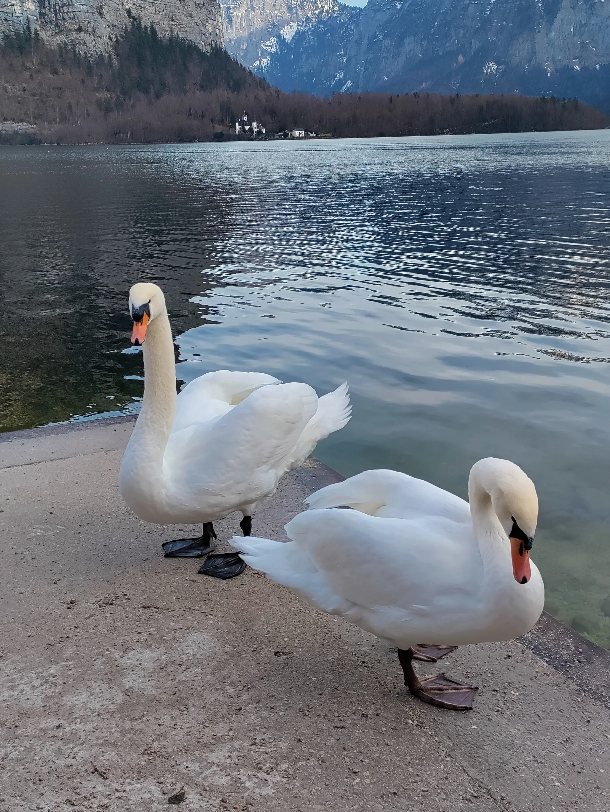 Mute Swan (cygnus olor)