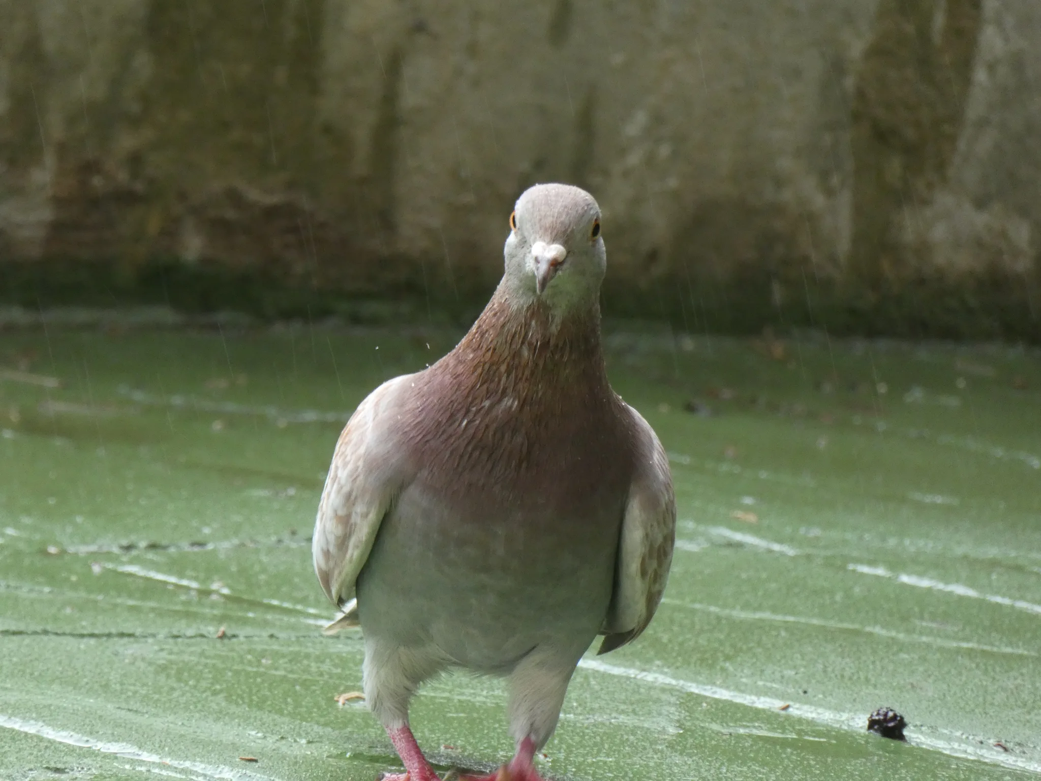 Rock Pigeon (columba livia)
