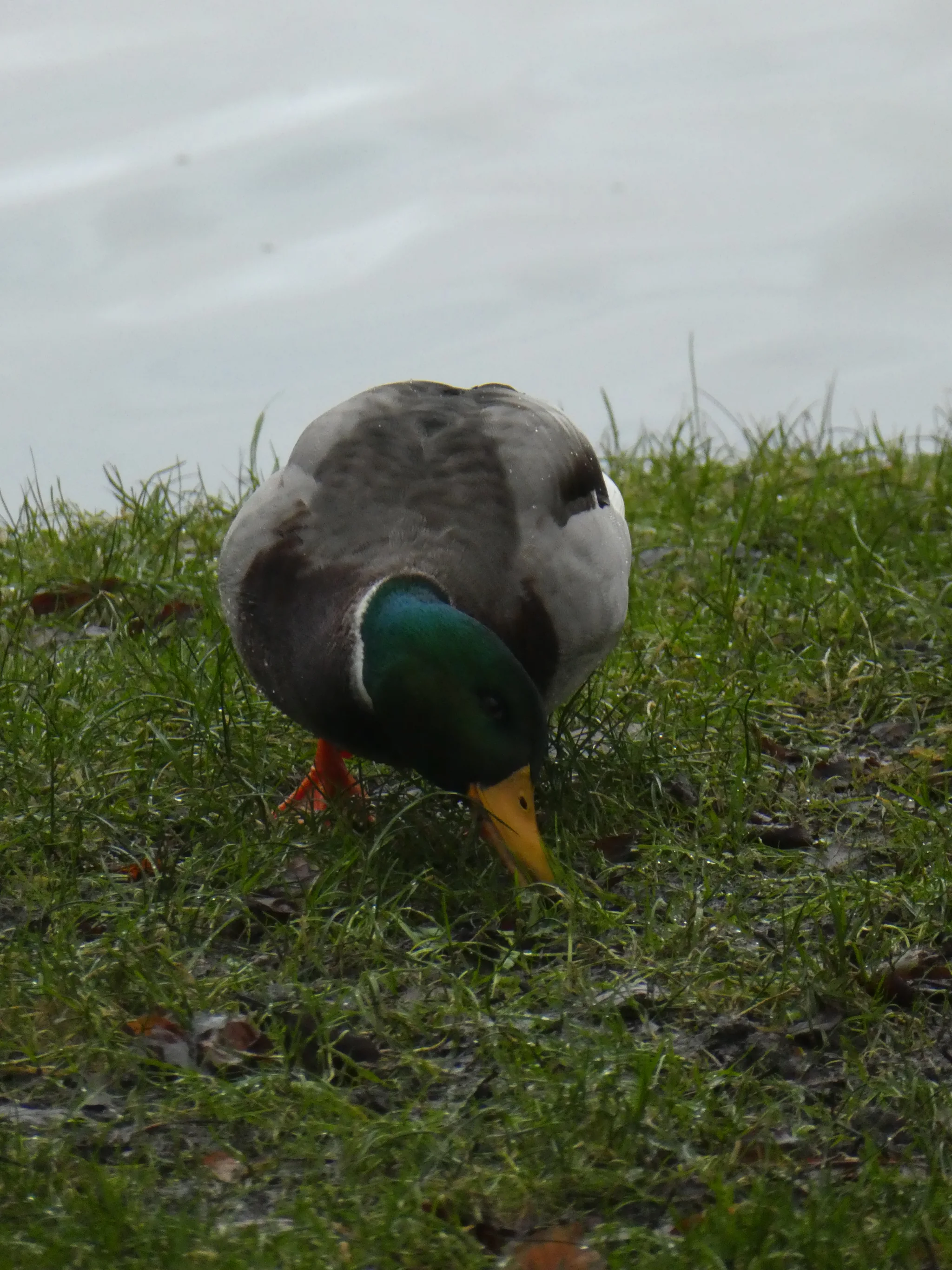Mallard (anas platyrhynchos)