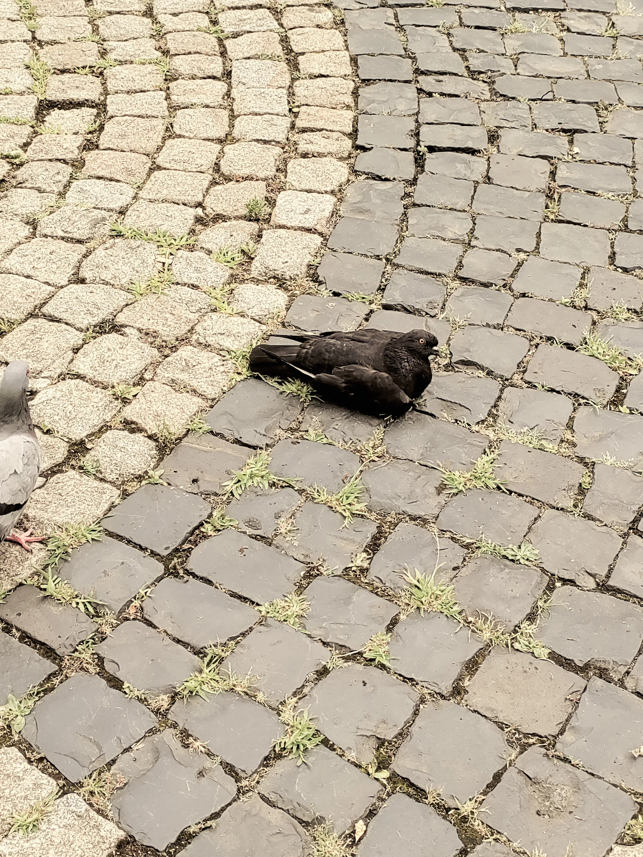 Rock Pigeon (columba livia)