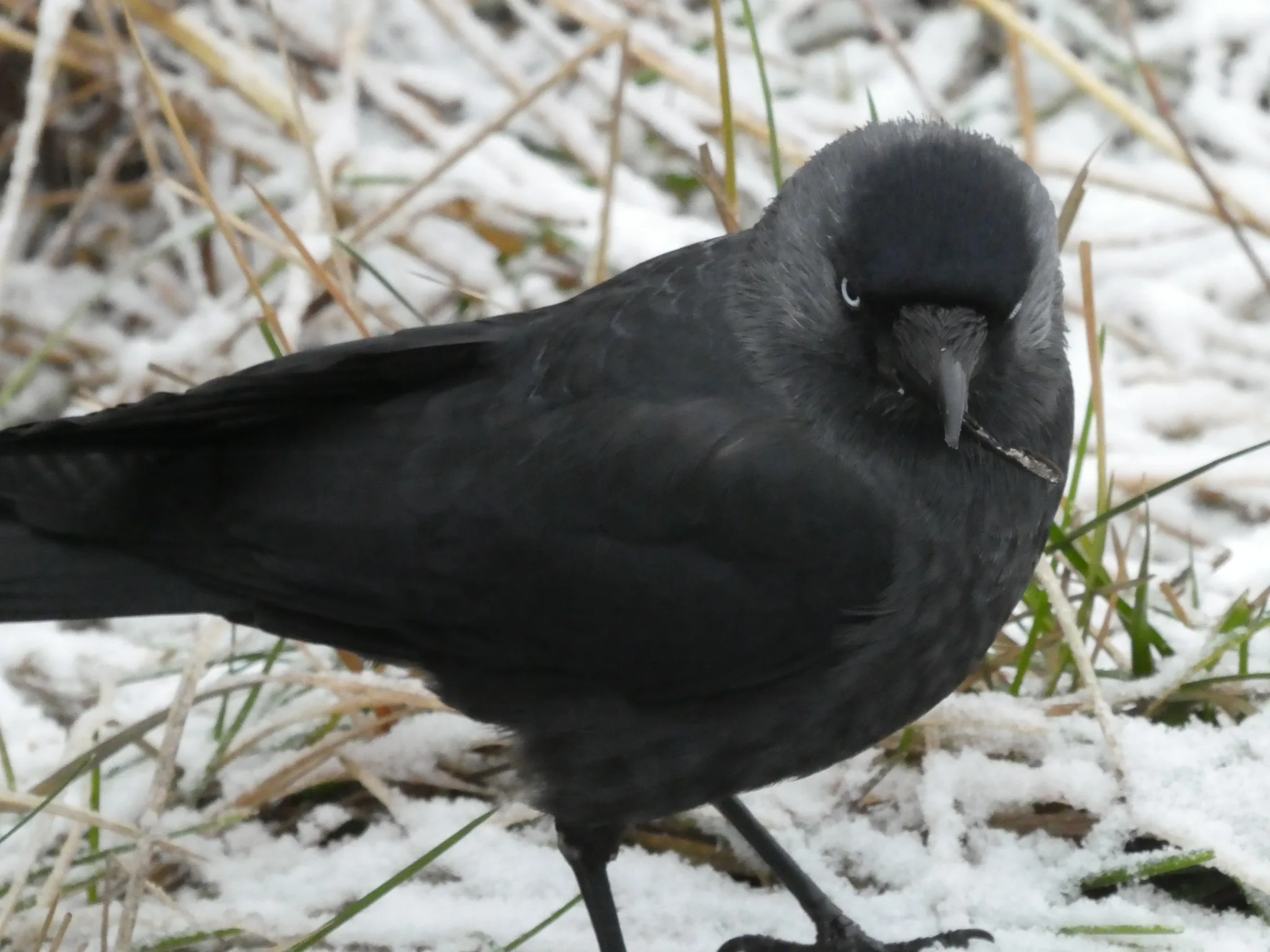 Eurasian Jackdaw (coloeus monedula)