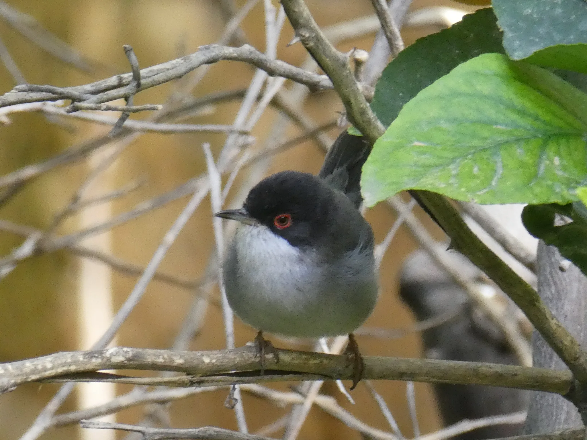 Sardinian Warbler (curruca melanocephala)