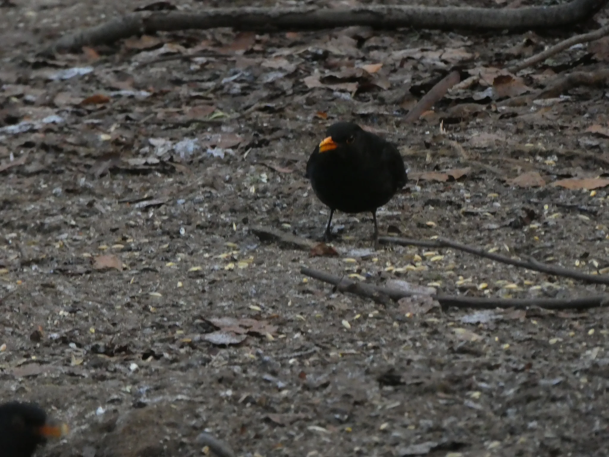 Eurasian Blackbird (turdus merula)