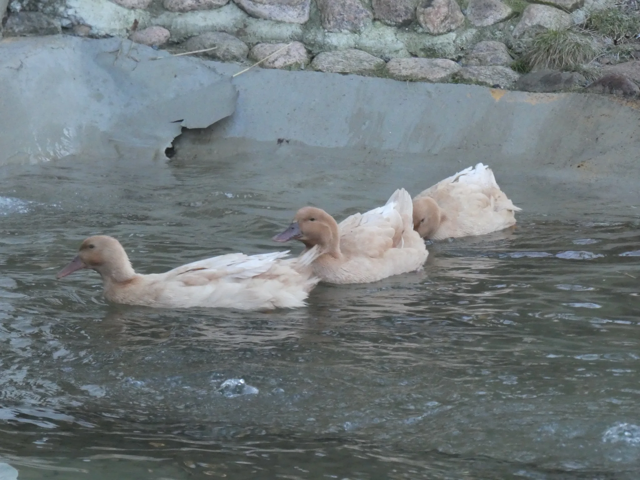 Swedish Yellow Duck (anas platyrhynchos domesticus)