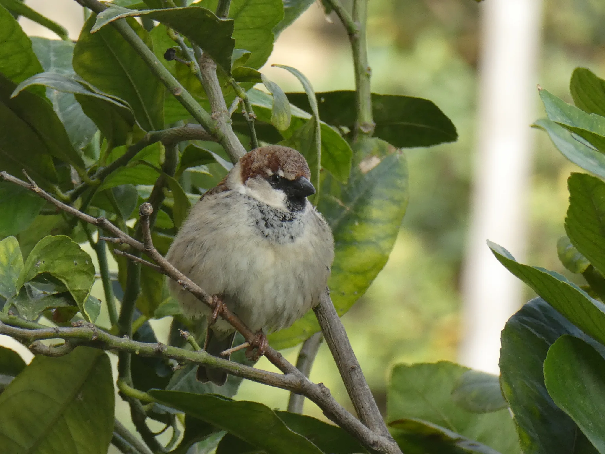 Spanish Sparrow (passer hispaniolensis)