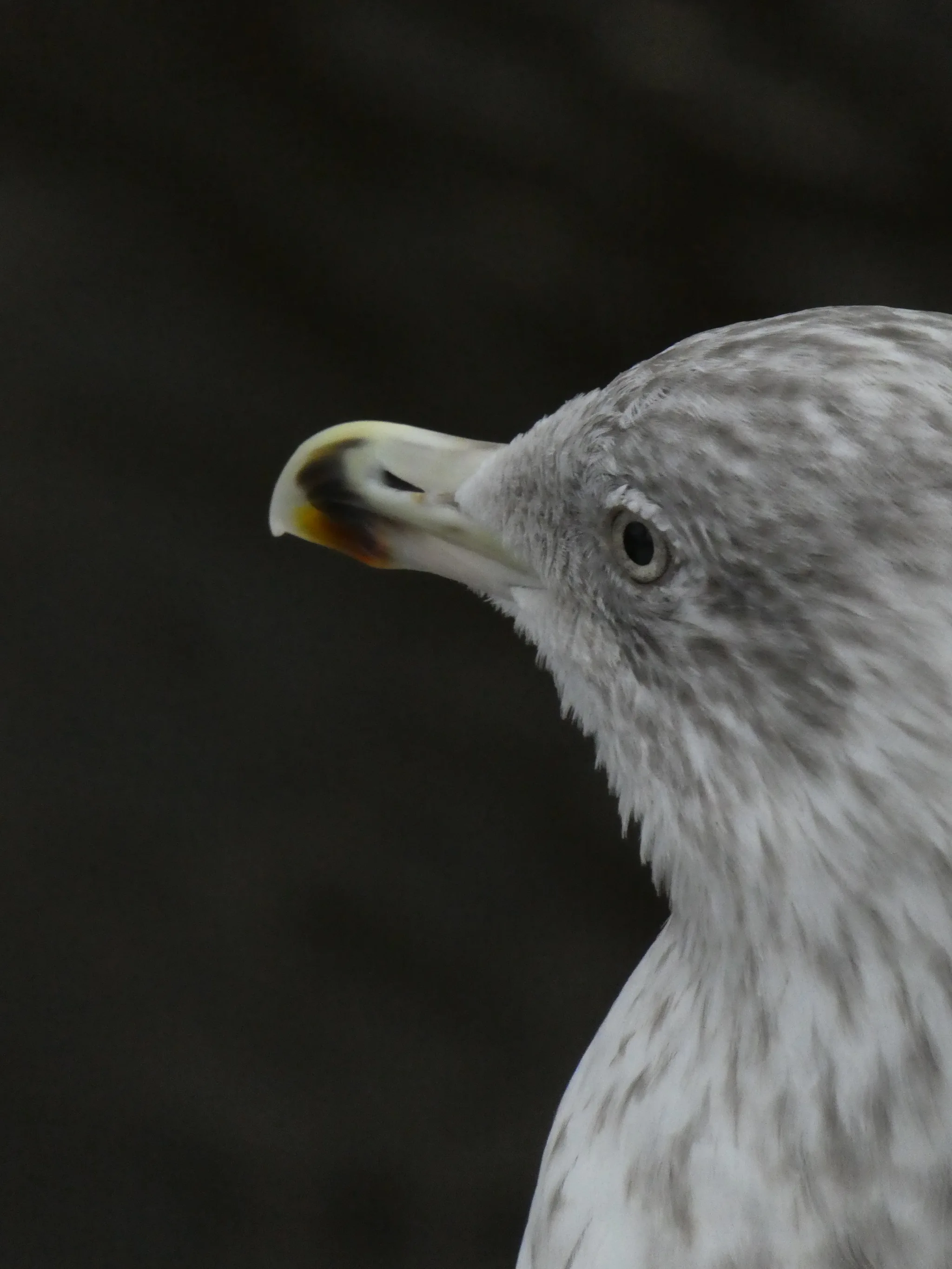 European Herring Gull (larus argentatus)