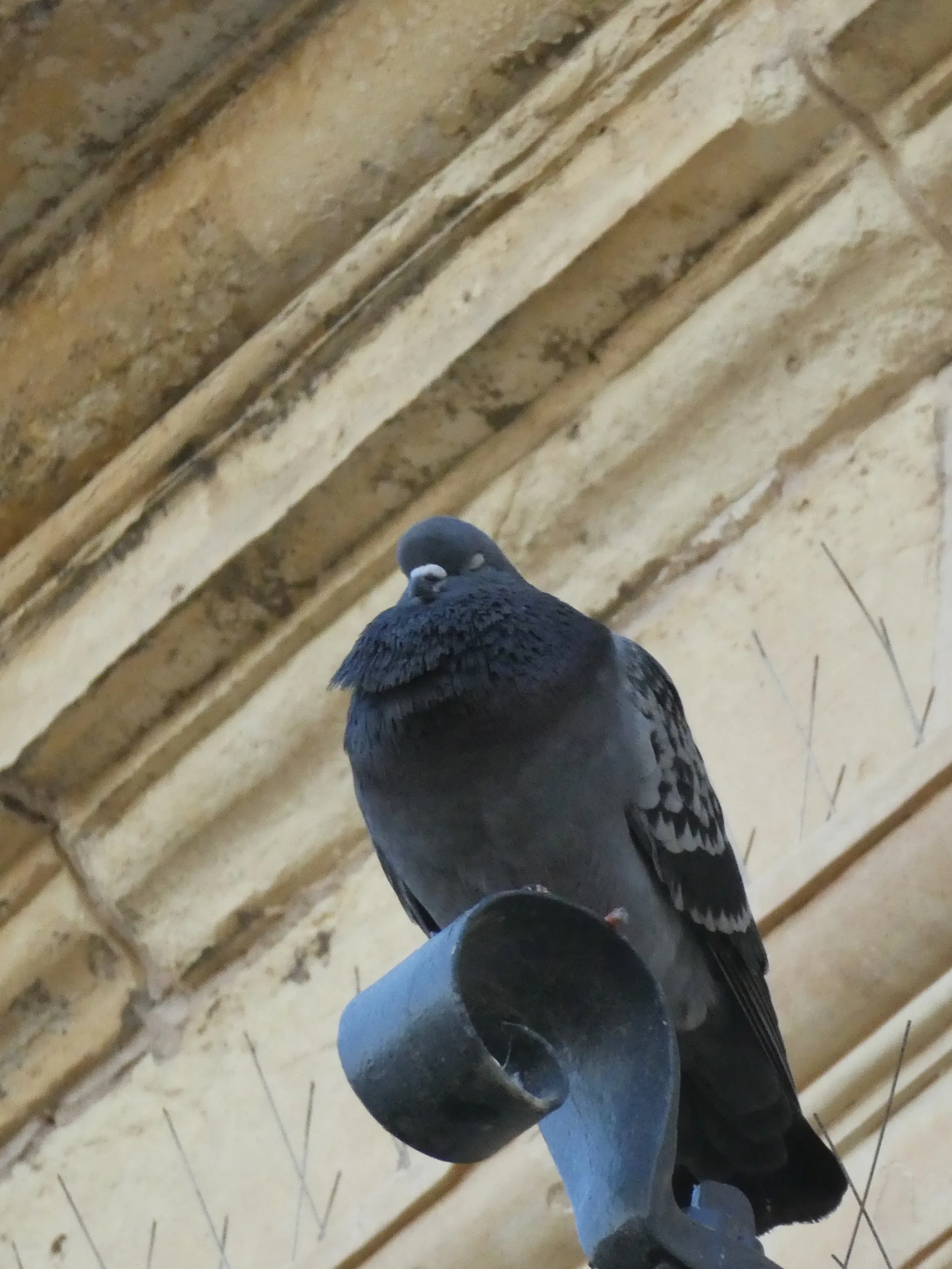 Rock Pigeon (columba livia)