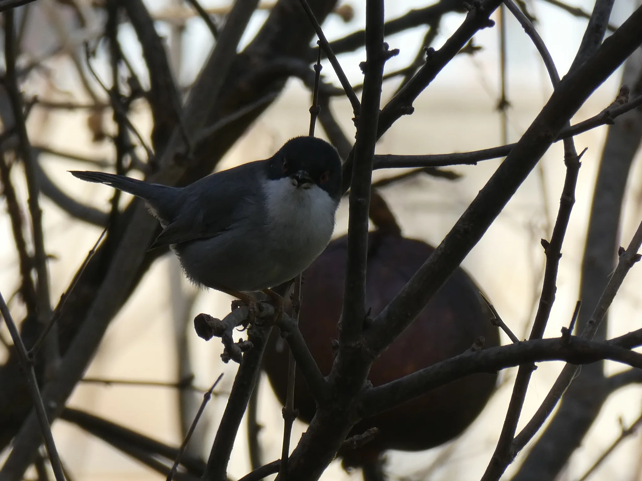 Sardinian Warbler (curruca melanocephala)