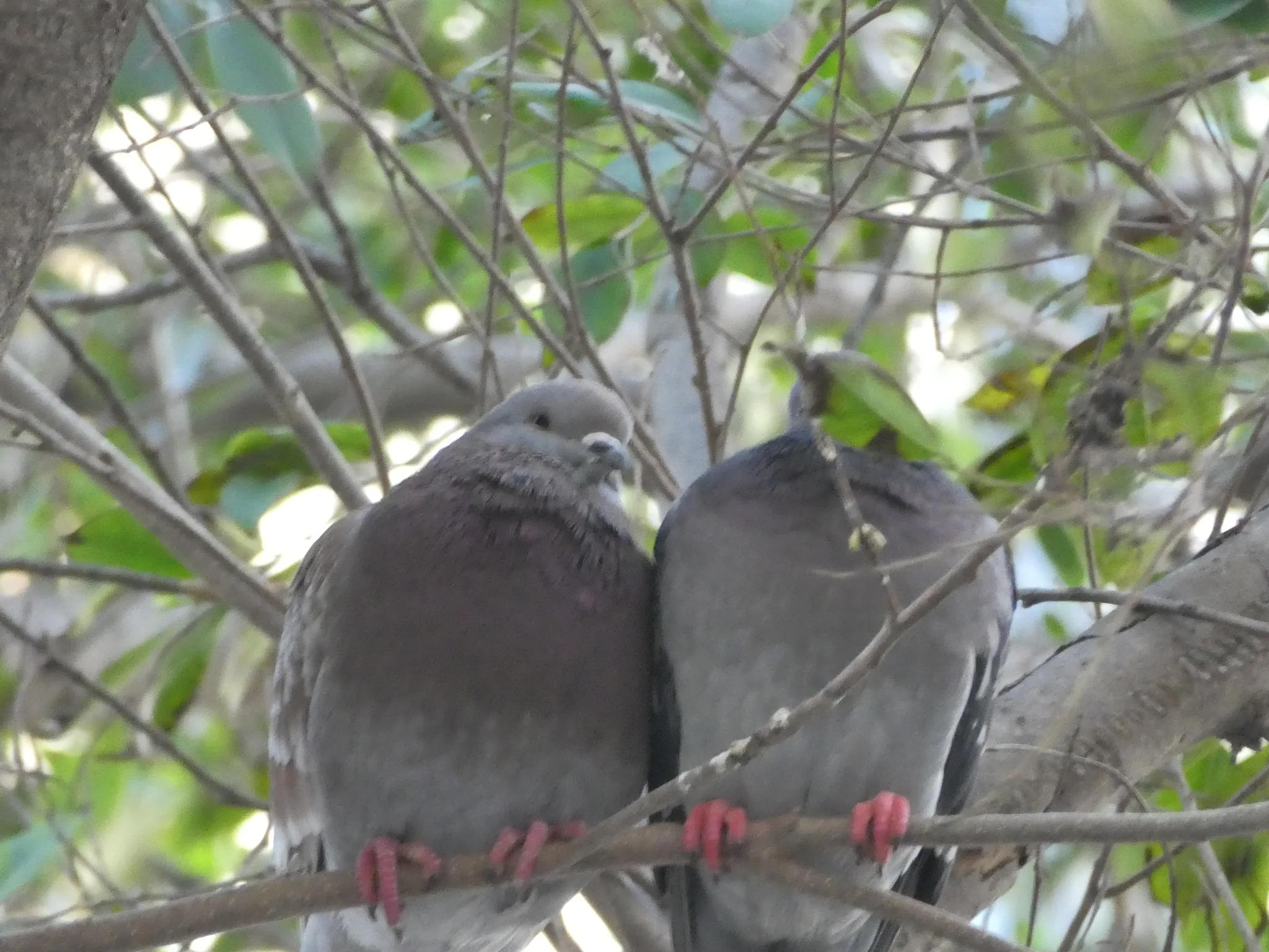 Rock Pigeon (columba livia)