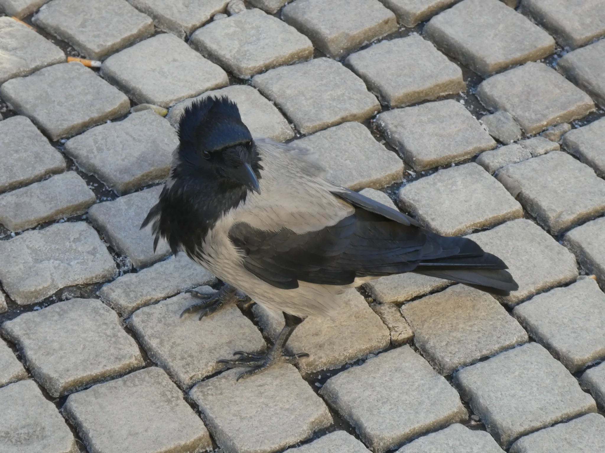 Hooded Crow (corvus cornix)