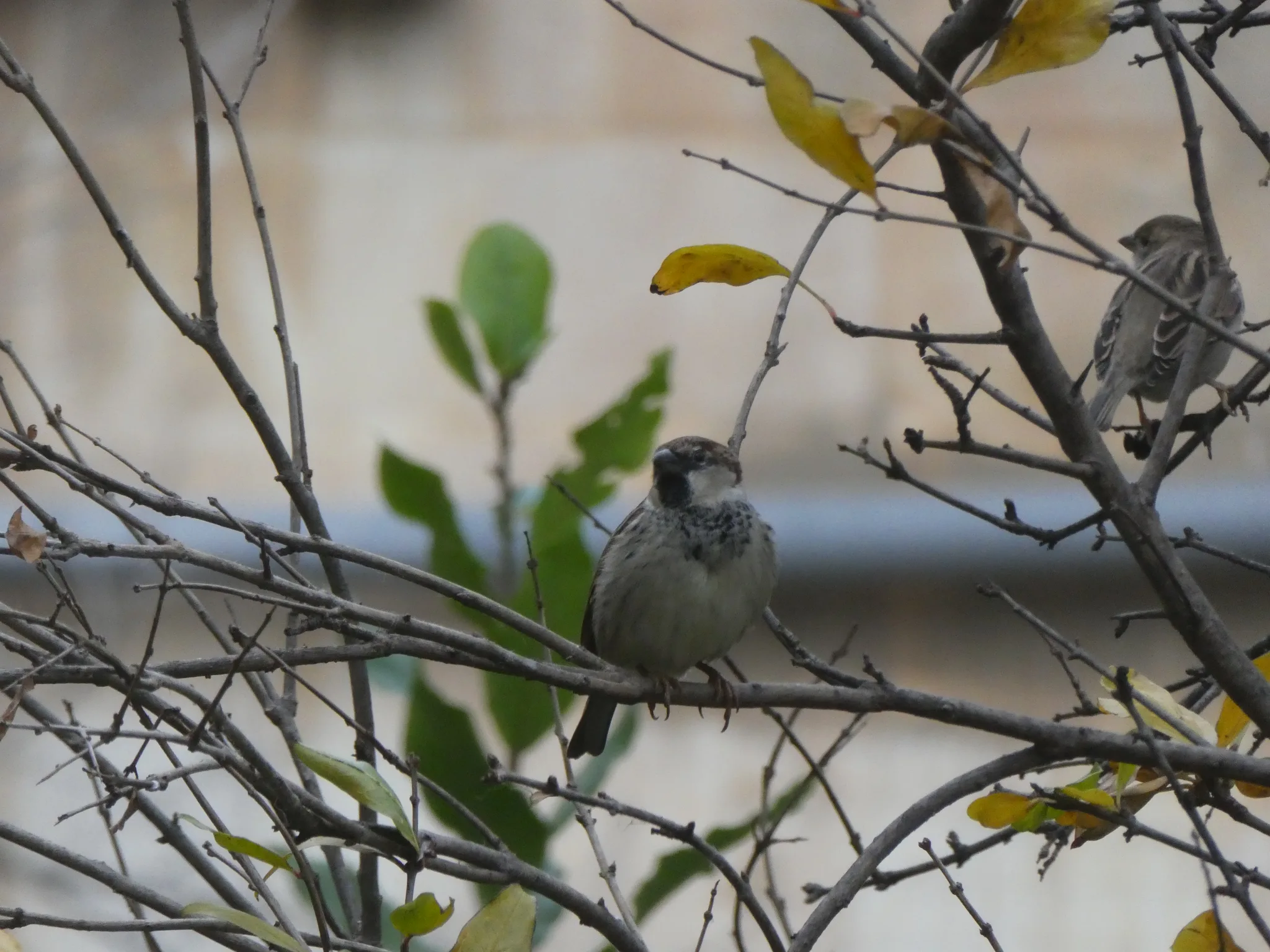 Spanish Sparrow (passer hispaniolensis)