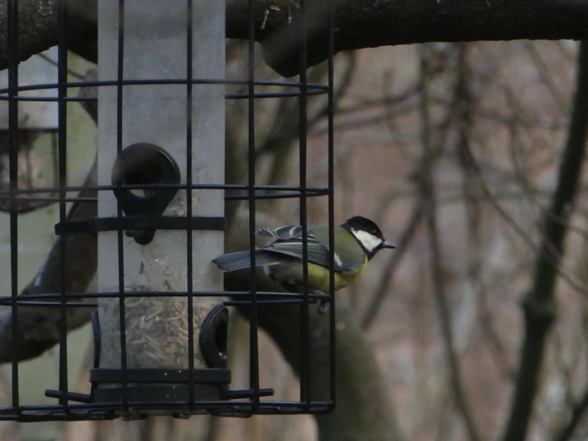 Great Tit (parus-major)