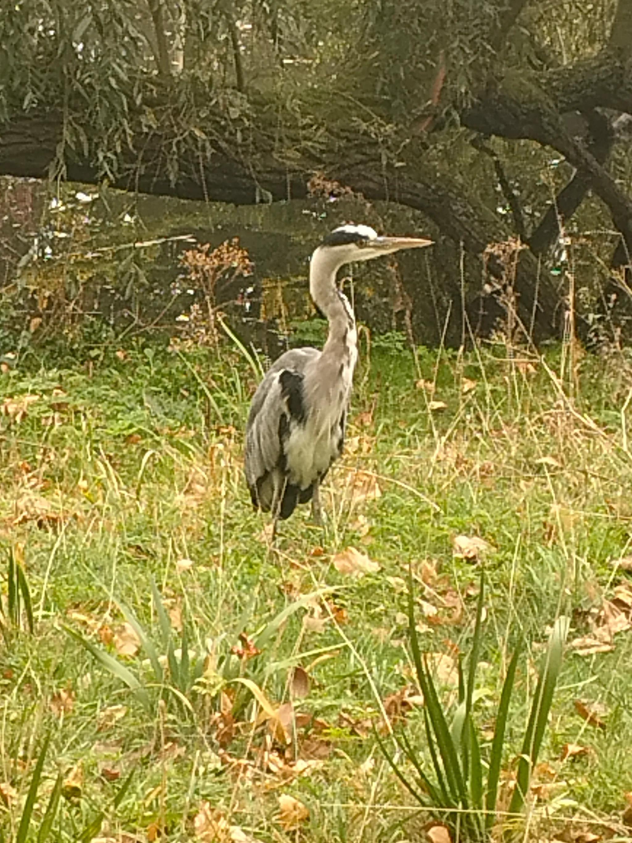 Gray Heron (ardea cinerea)