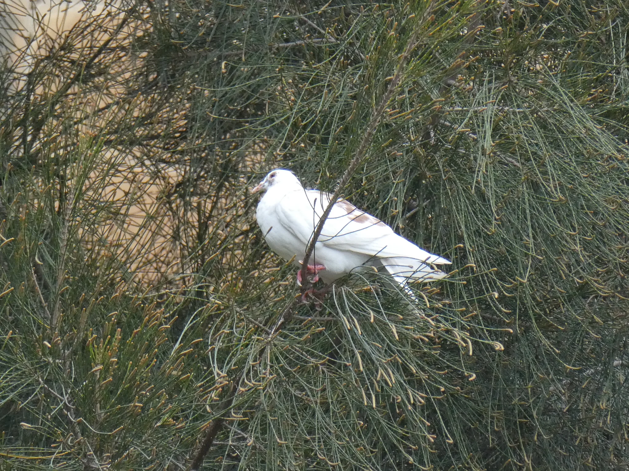 Rock Pigeon (columba livia)