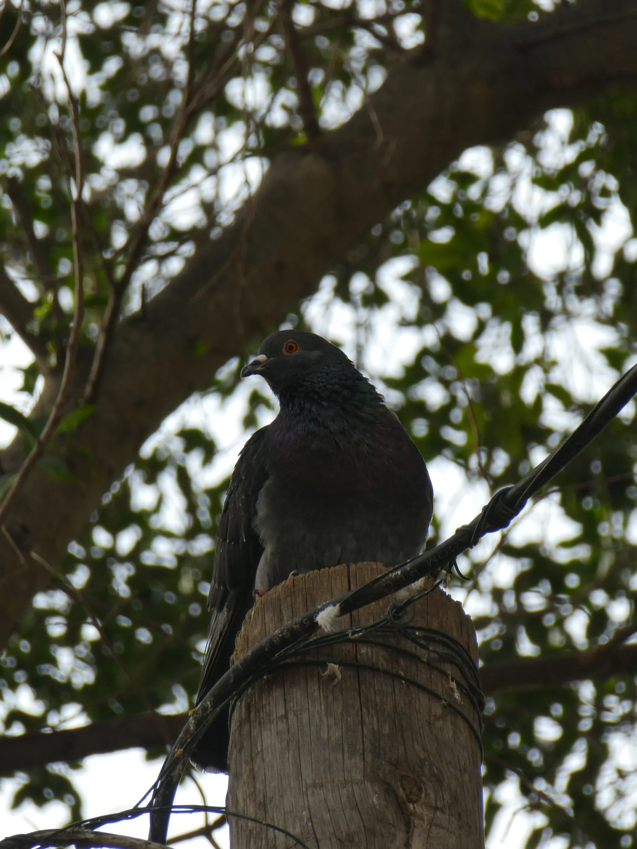 Rock Pigeon (columba livia)