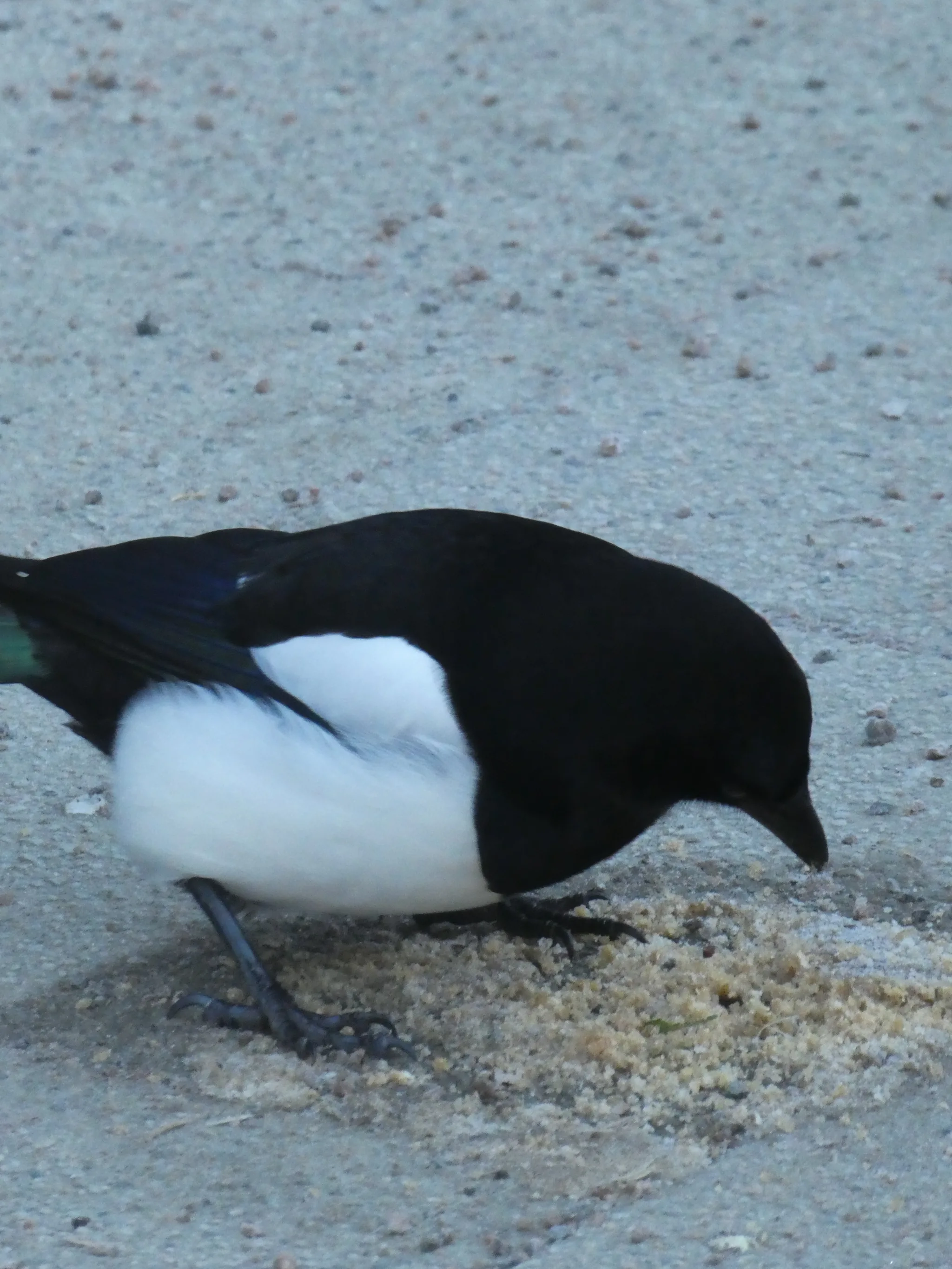 Eurasian Magpie (pica pica)