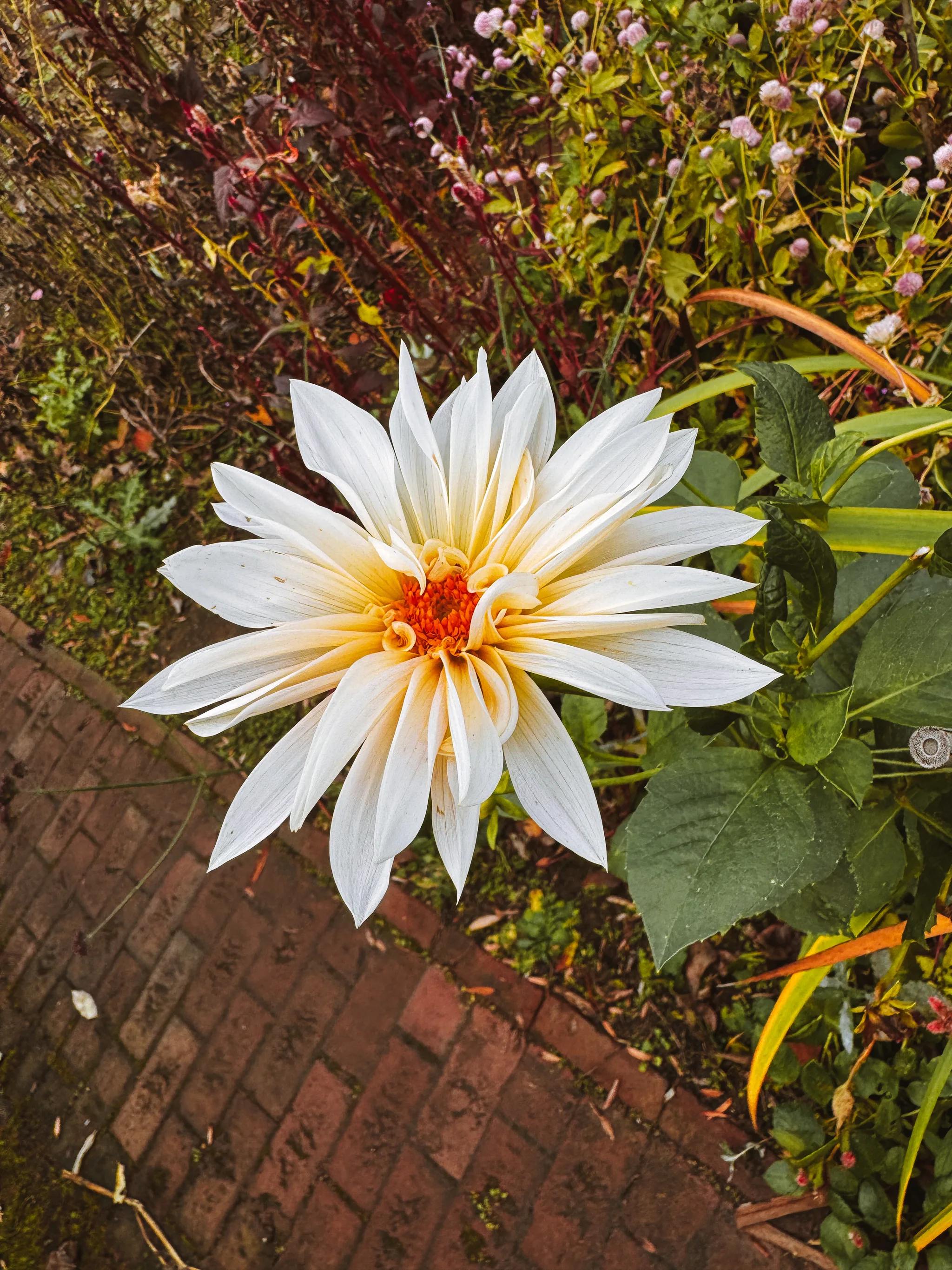 Dumbarton Oaks Gardens 8